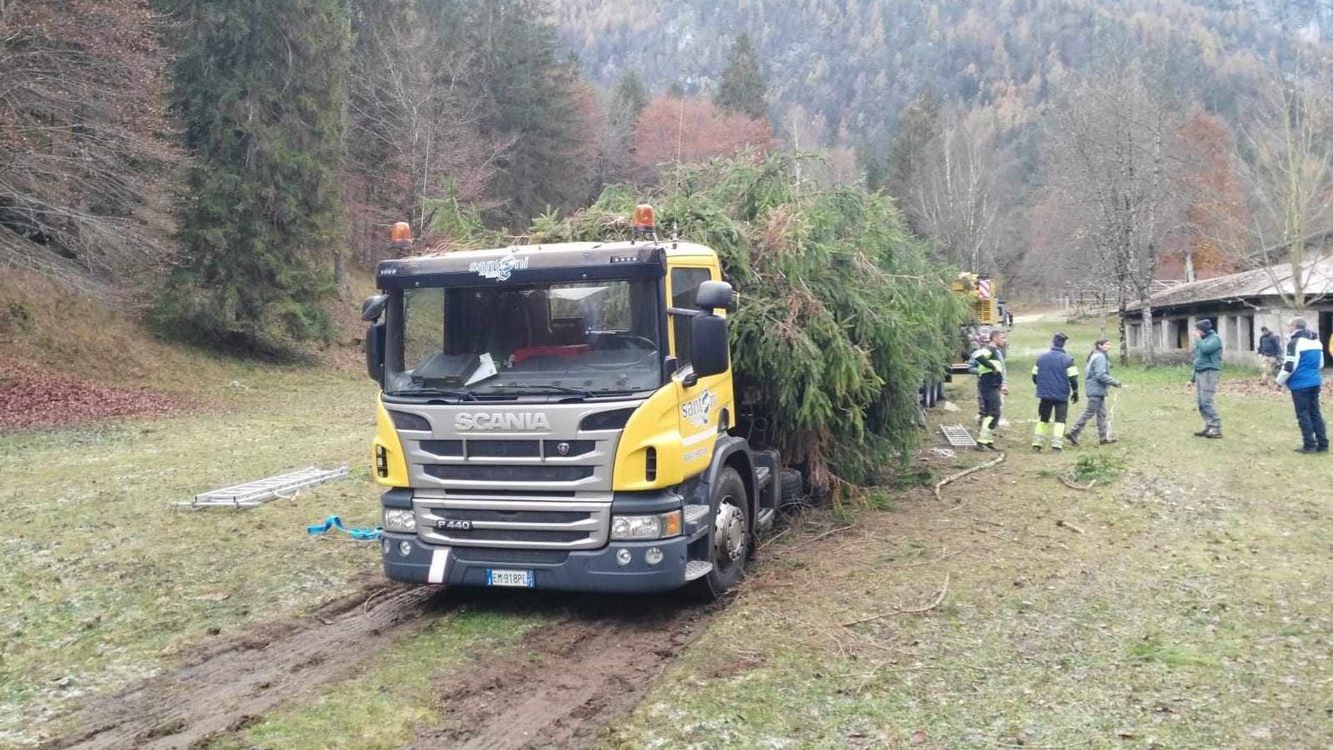 Wirbel um Papst-Weihnachtsbaum