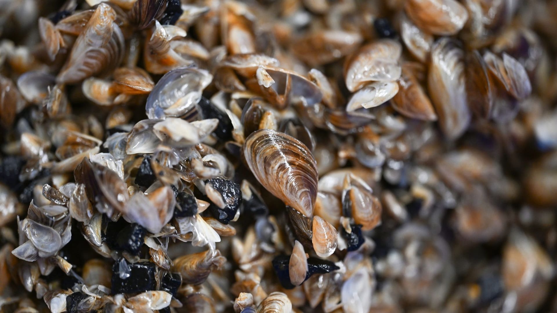 Quellbecken von Quagga-Muscheln befreit