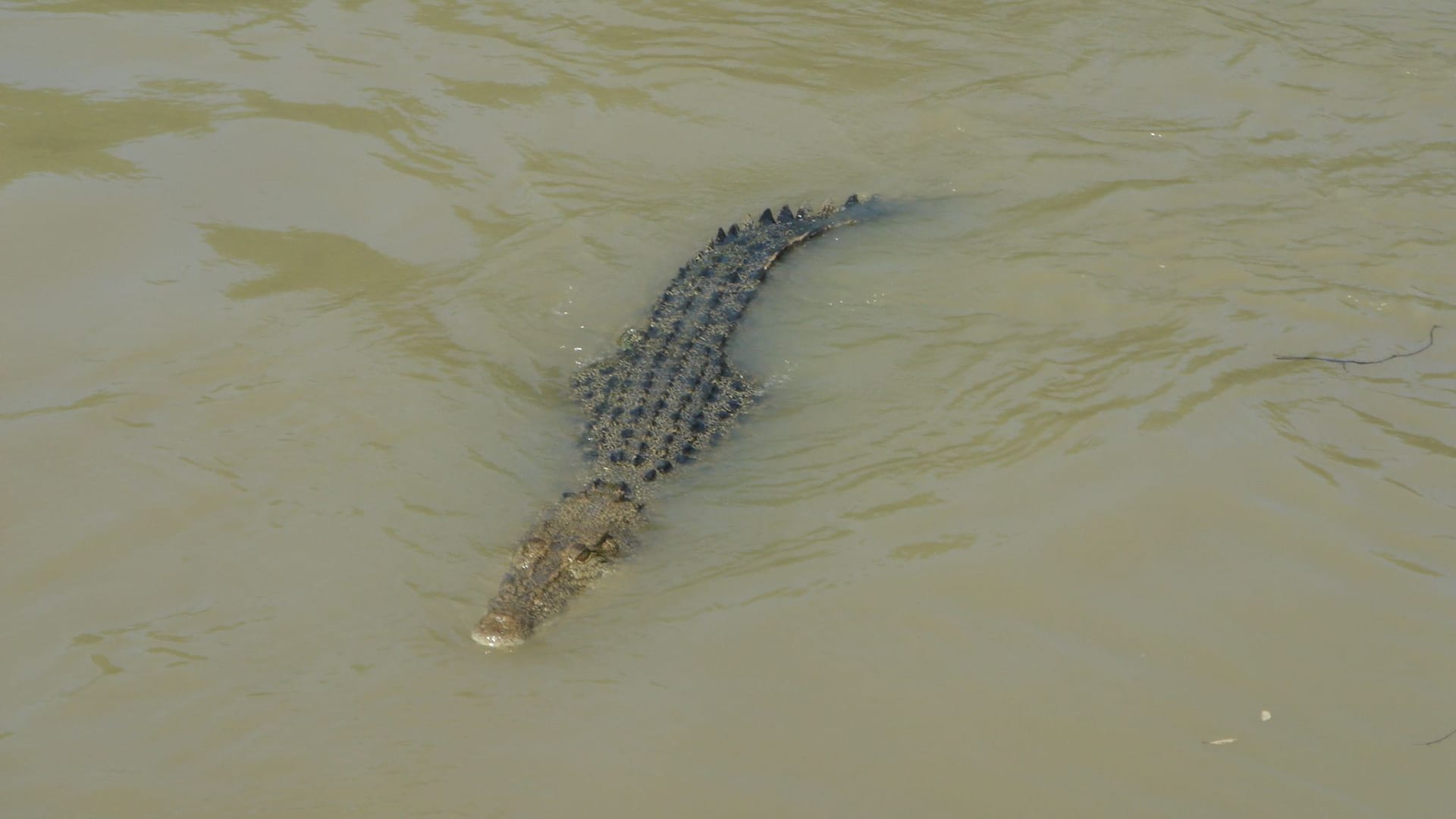 Krokodile im Northern Territory in Australien