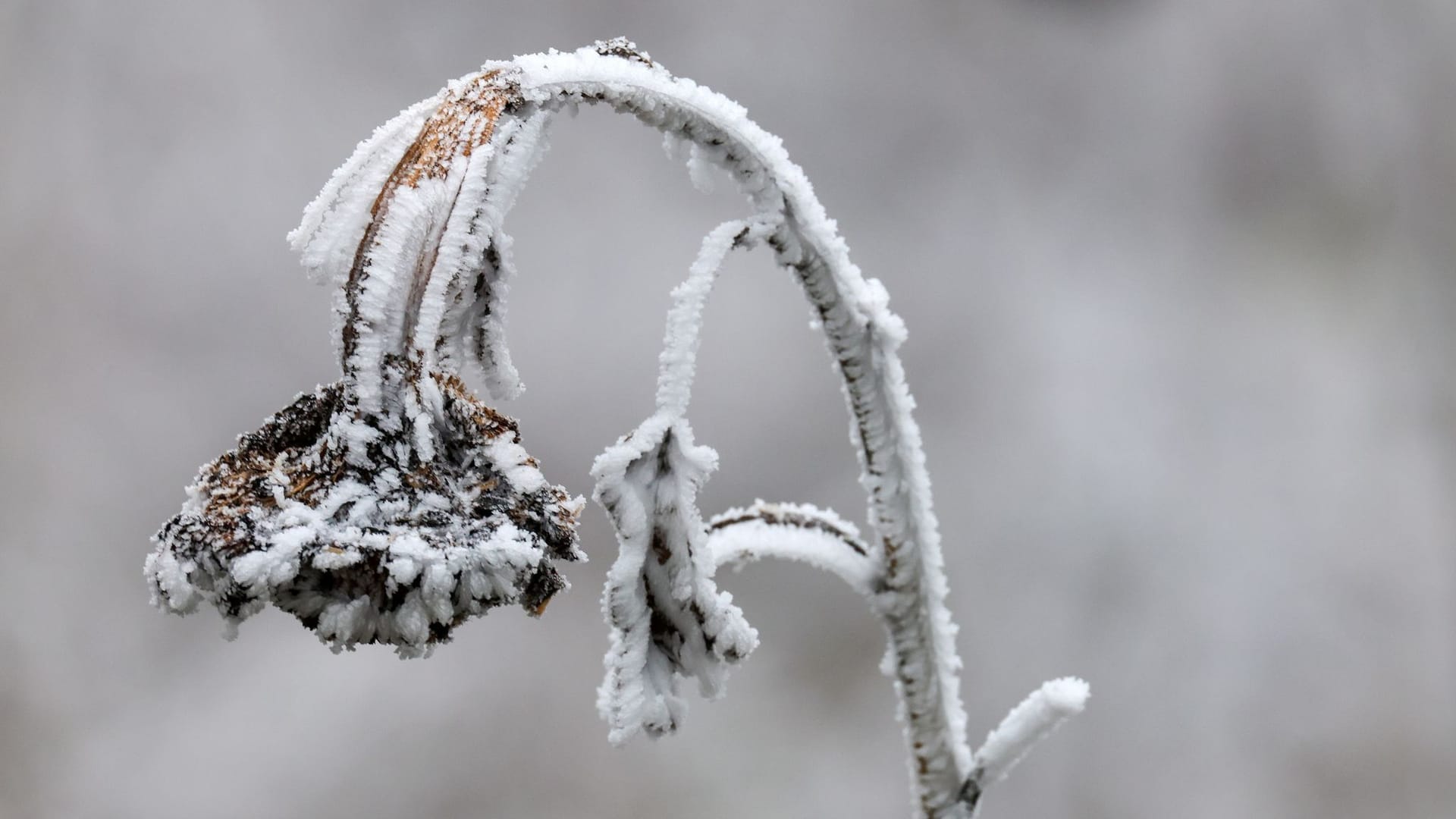 Frost an einer Blume (Symbolfoto): So kräftig dürfte die Abkühlungswelle in der Nacht zu Mittwoch wohl nicht ausfallen.
