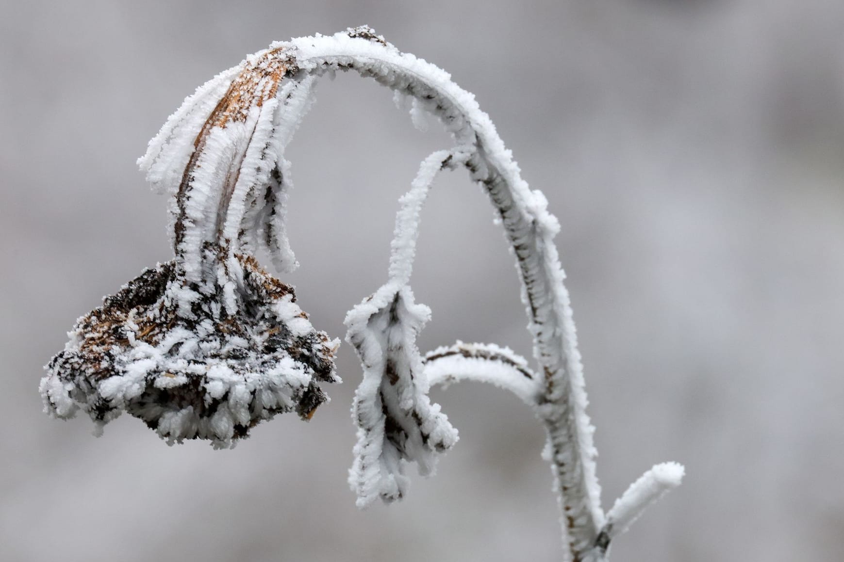 Frost an einer Blume (Symbolfoto): So kräftig dürfte die Abkühlungswelle in der Nacht zu Mittwoch wohl nicht ausfallen.