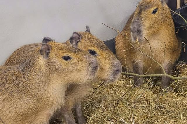 Frischer Wind im Dortmunder Zoo: Schwedische Capybaras eingetroffen.