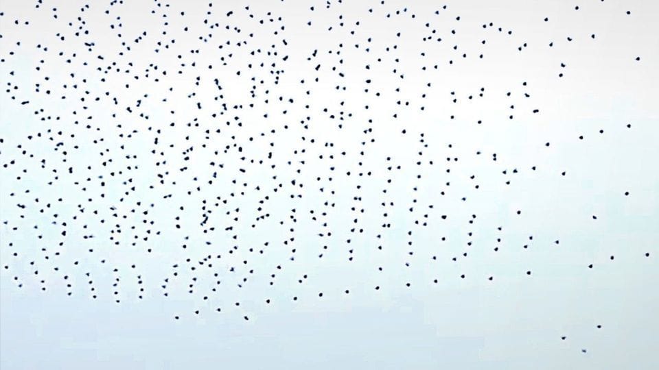 Hunderte Drohnen stürzen vom Himmel.