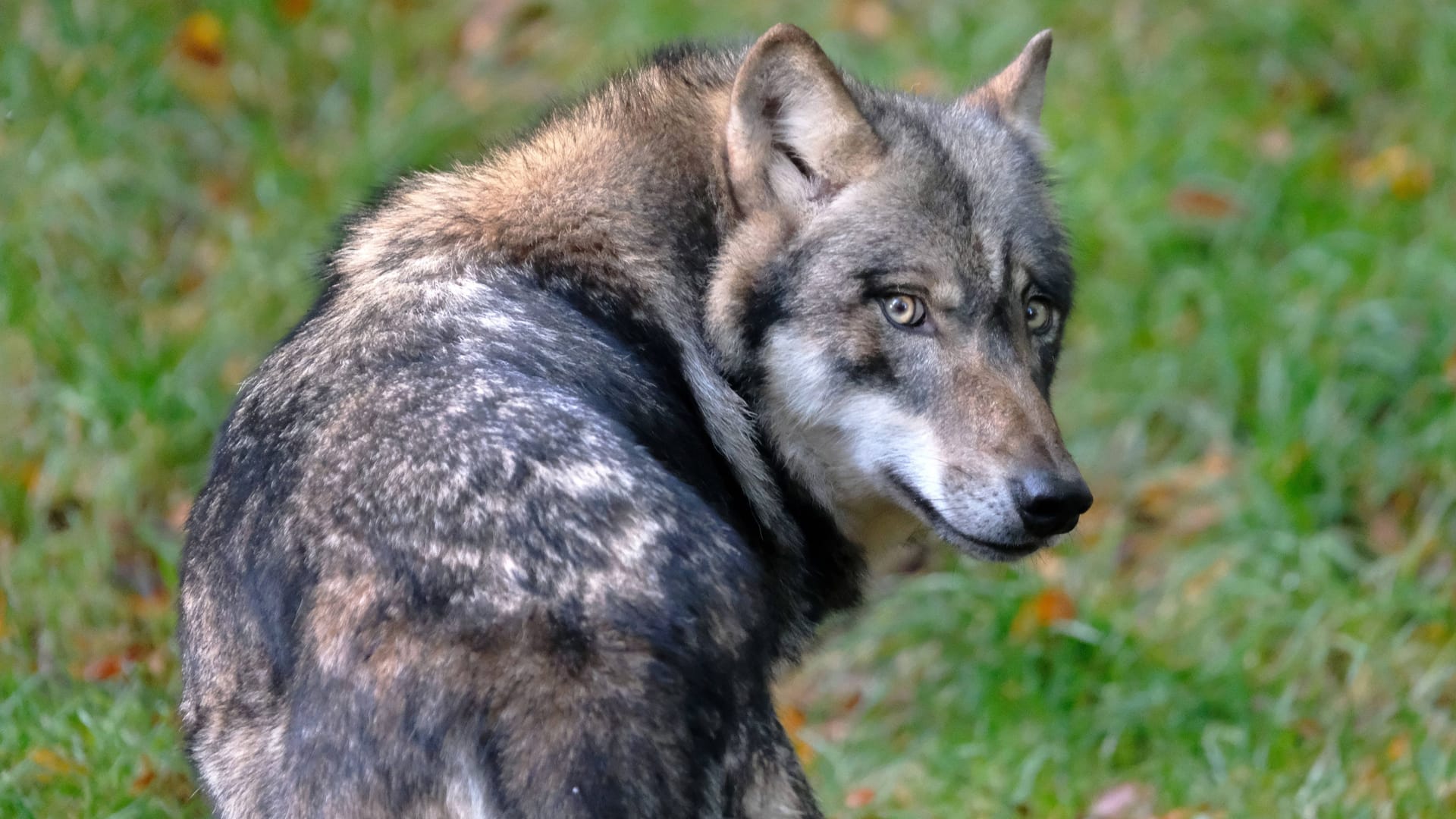 Ein Wolf im Wald (Symbolbild): Der Tiergnadenhof ist empört über die Gerüchte.