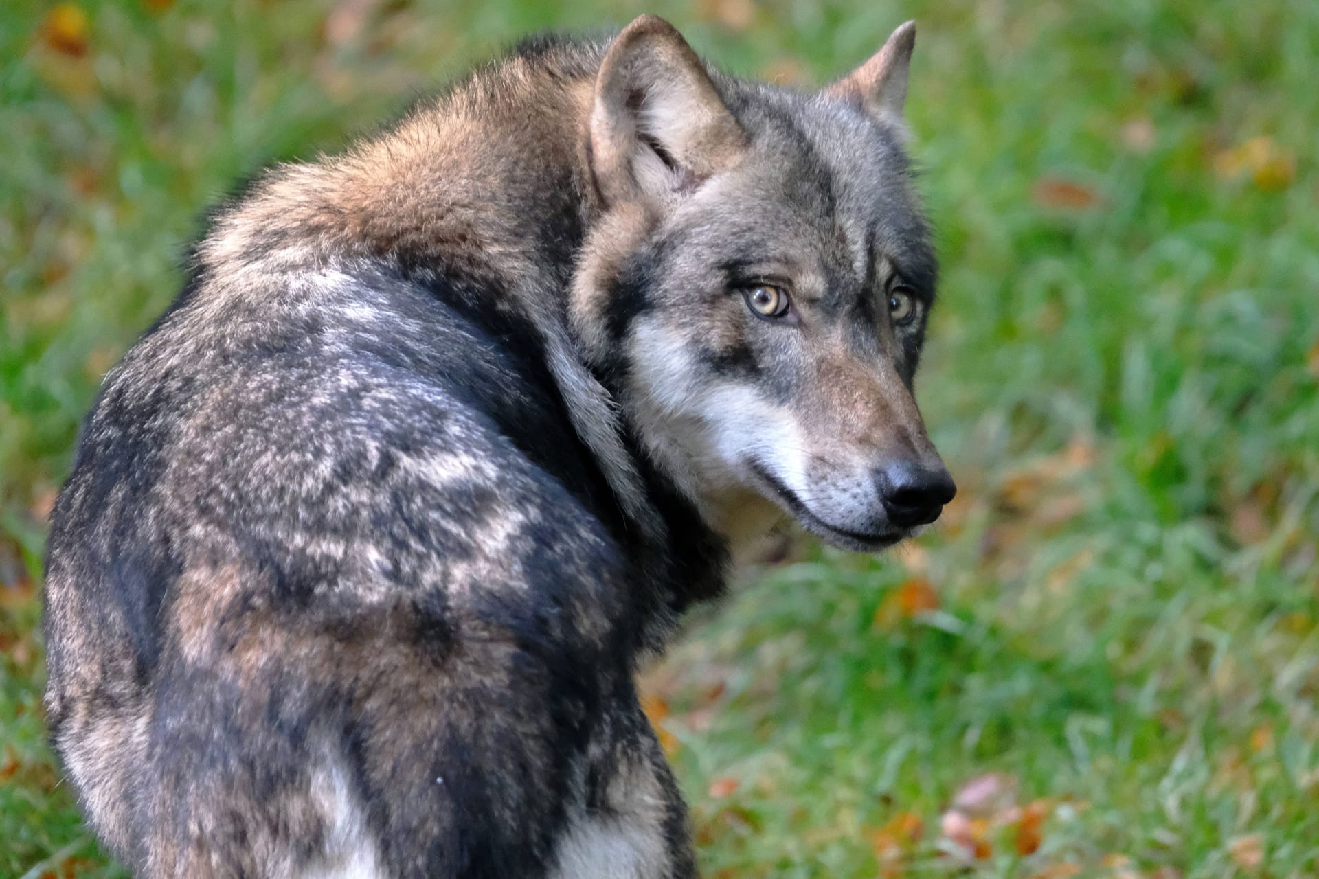 Ein Wolf im Wald (Symbolbild): Der Tiergnadenhof ist empört über die Gerüchte.