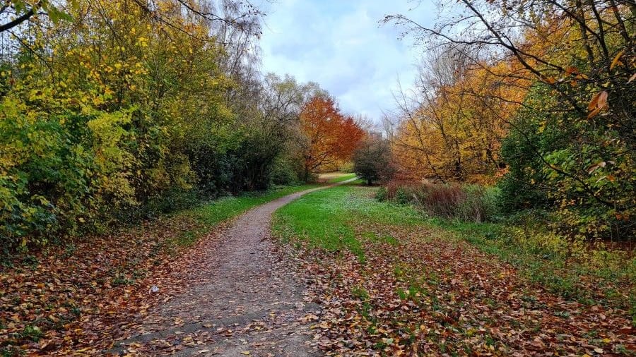 Die Grünanlage an der Kesselstraße in Essen-Bochold soll schöner werden: Deswegen nimmt die Stadt zukünftig einige Neugestaltungsaktionen vor.