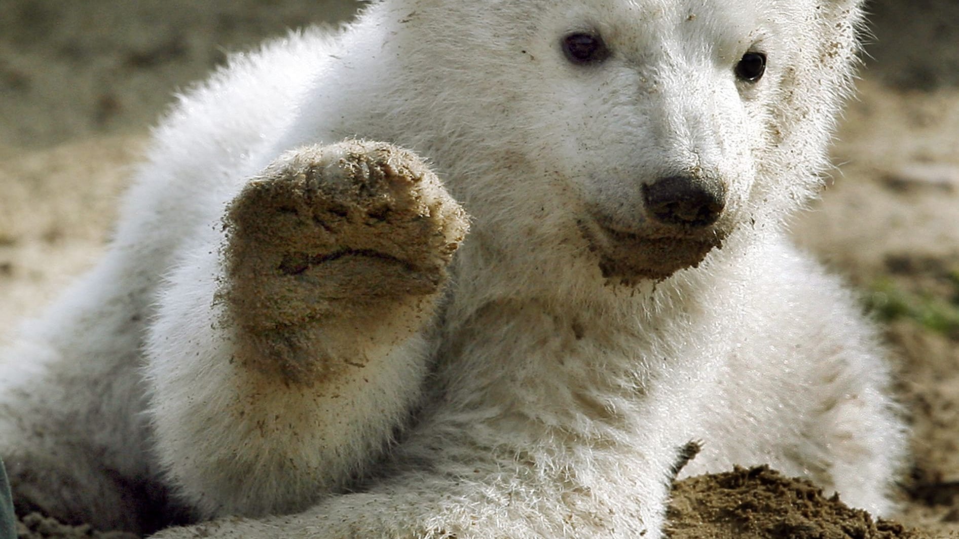 Eisbär Knut