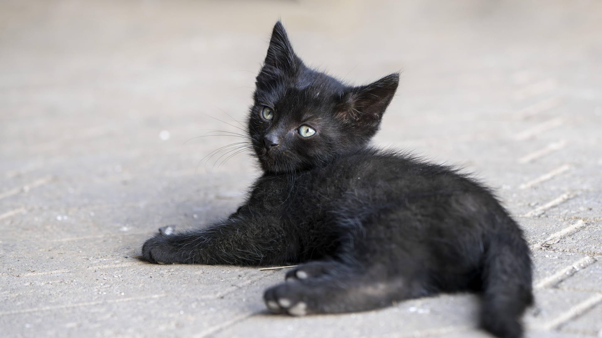 Schwarze Katze (Symbolbild): Das Tier hätte fast ihr Leben verloren.