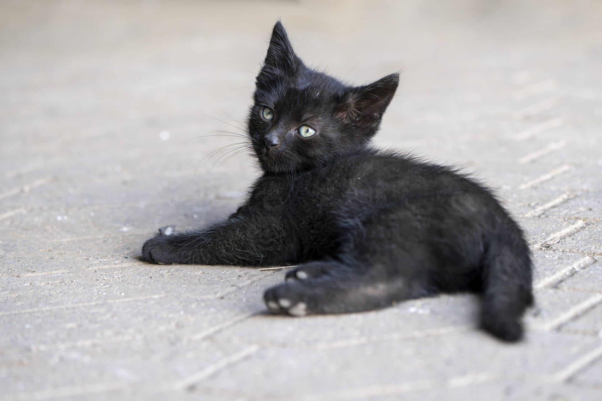 Schwarze Katze (Symbolbild): Das Tier hätte fast ihr Leben verloren.