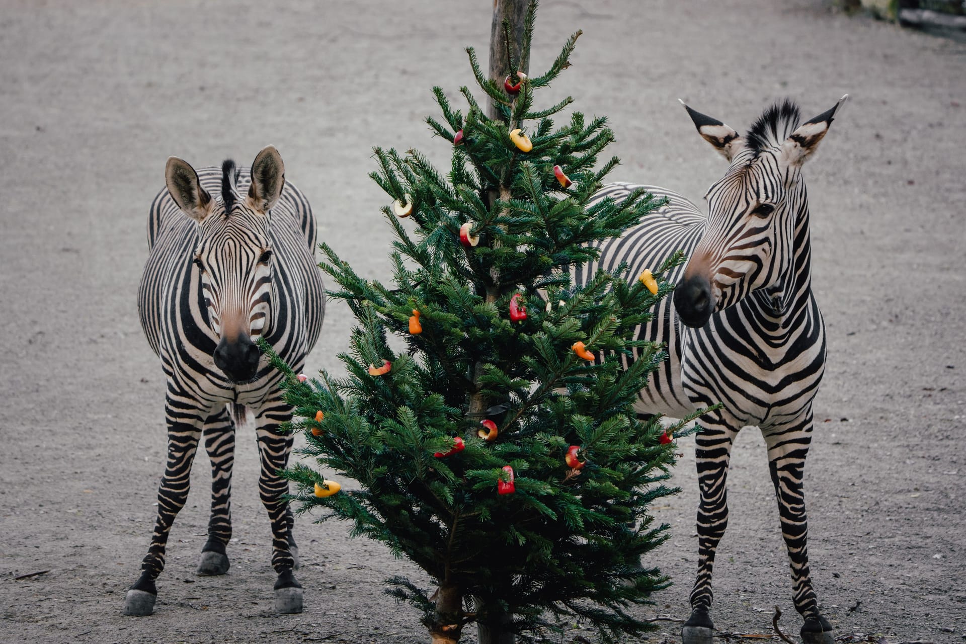 Im Münchner Tierpark sorgen Weihnachtsbäume für eine festliche Stimmung (Archivbild).