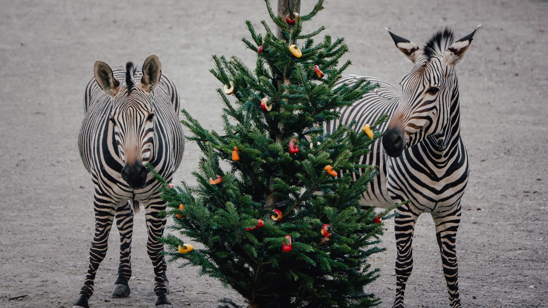 Im Münchner Tierpark sorgen Weihnachtsbäume für eine festliche Stimmung (Archivbild).