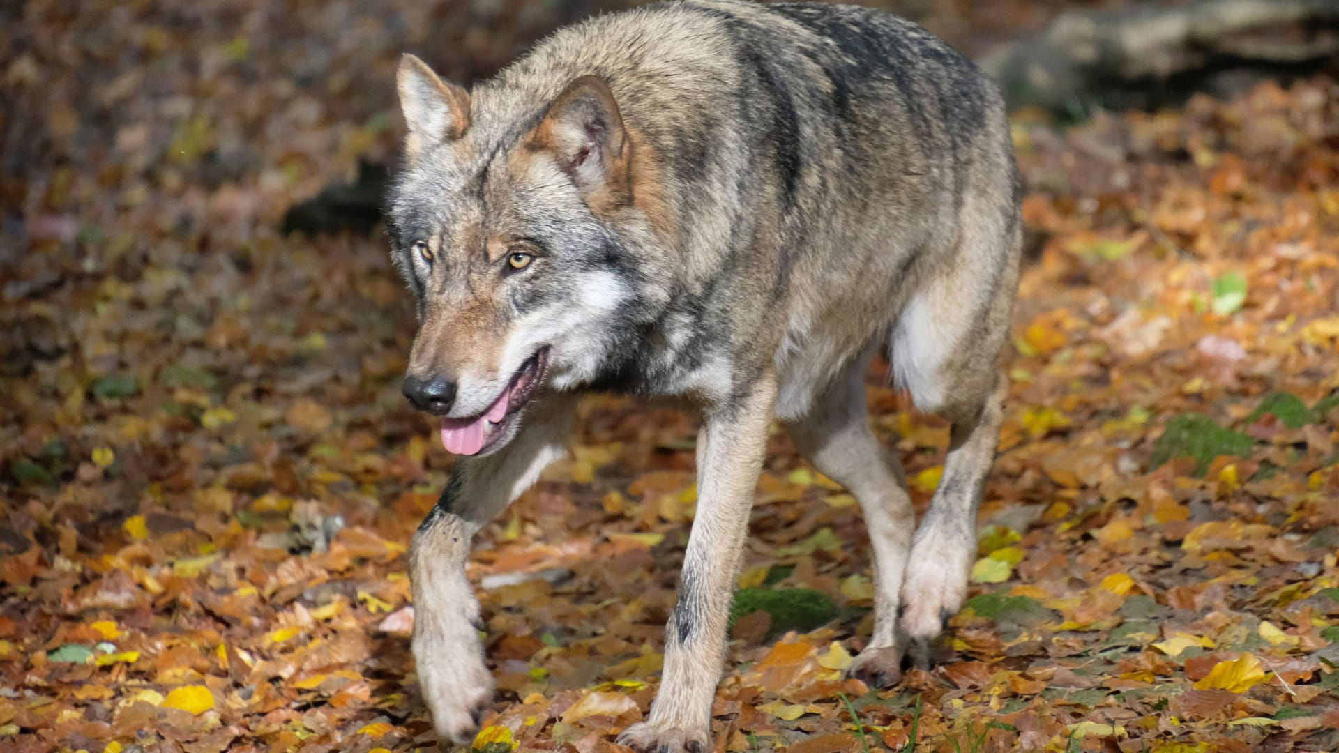 Ein Wolf läuft durch den Wald (Archivbild): In Niedersachsen hat ein Mann einen Wolf in seinem Garten gesichtet.