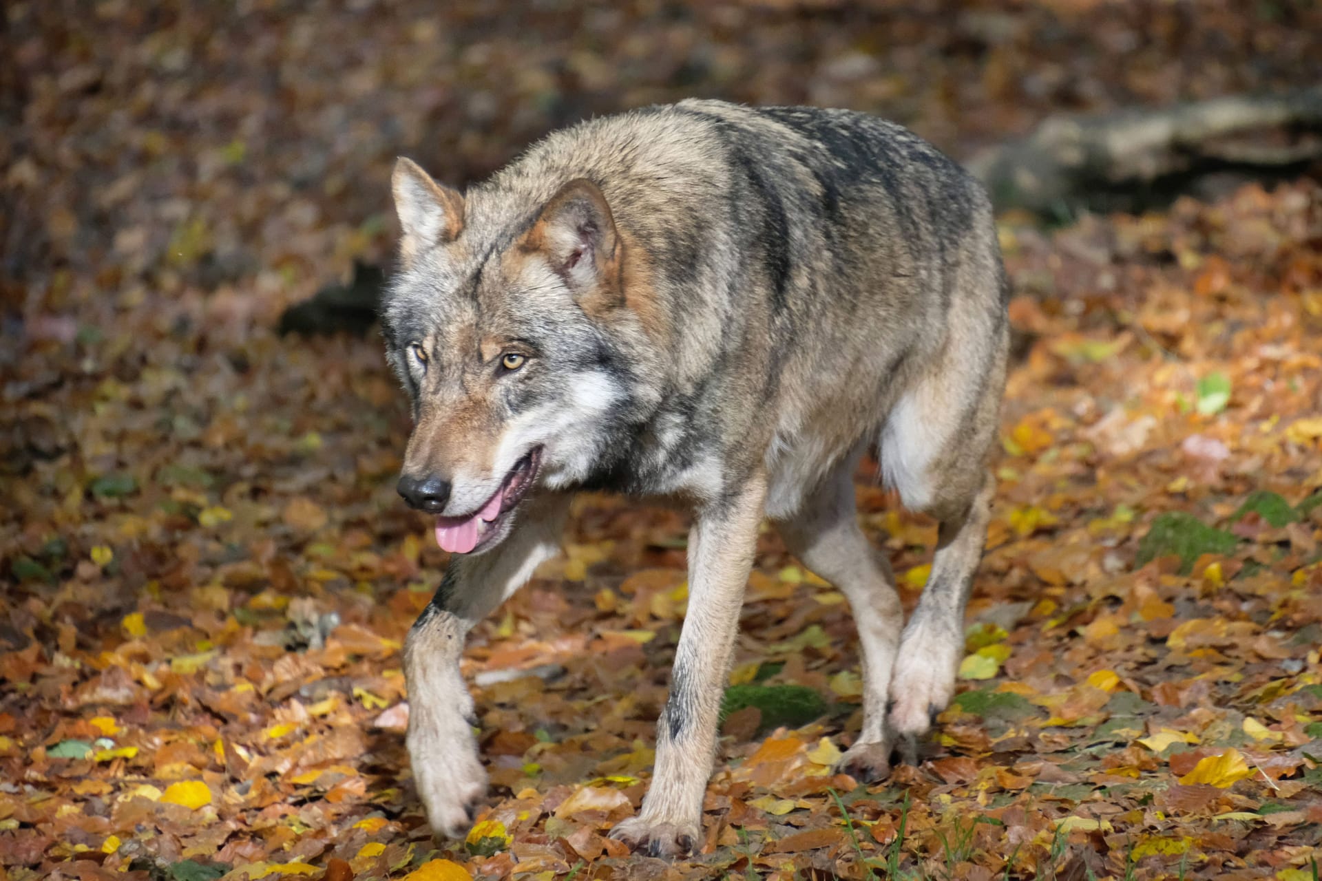 Ein Wolf läuft durch den Wald (Archivbild): In Niedersachsen hat ein Mann einen Wolf in seinem Garten gesichtet.