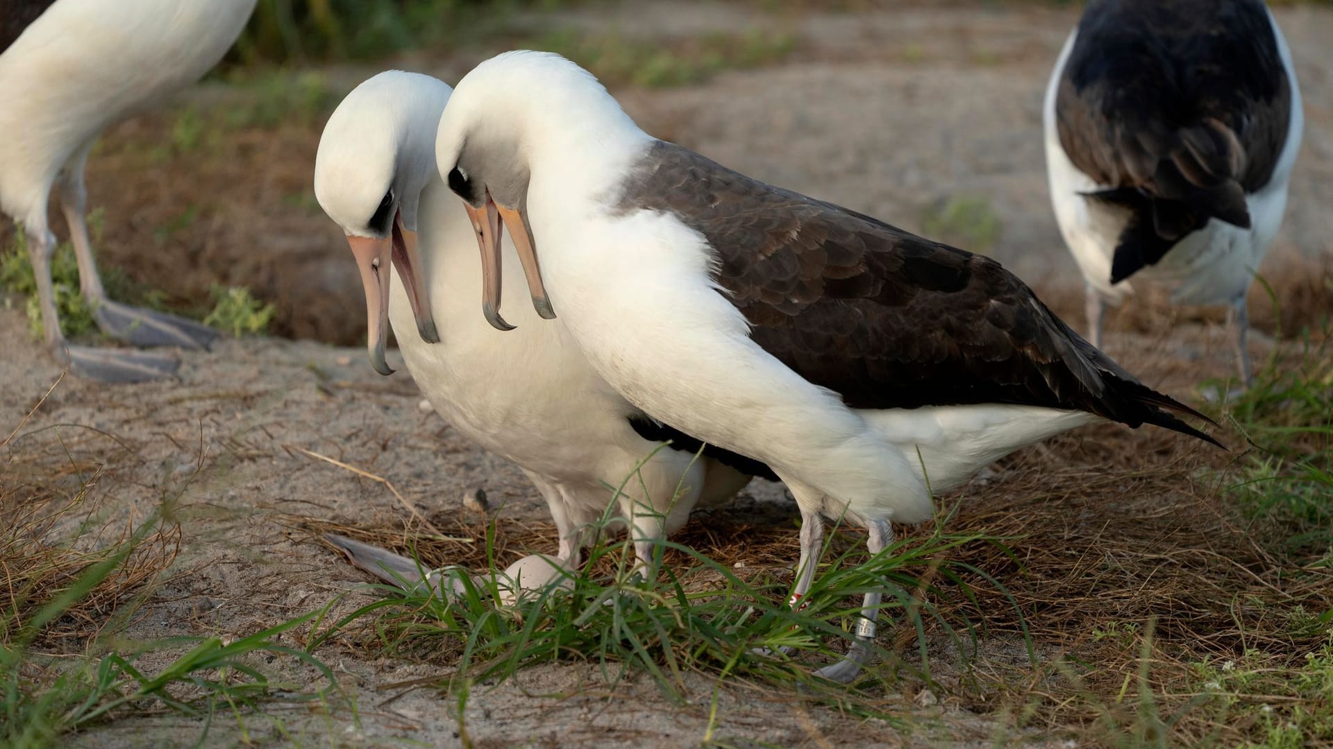 Die Albatrosdame Wisdom (r.) mit ihrem aktuellen Partner vor dem gelegten Ei.