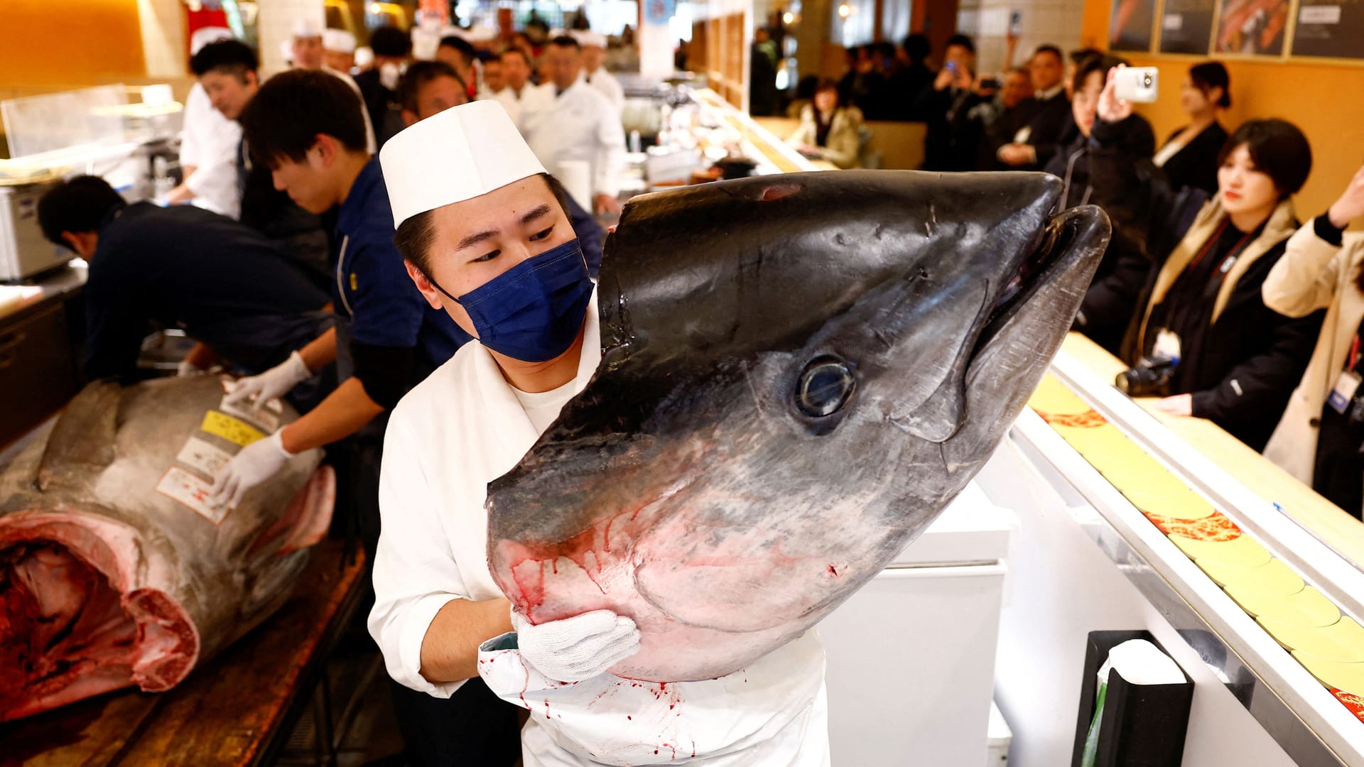 Schon allein der Kopf des Fisches ist riesig.