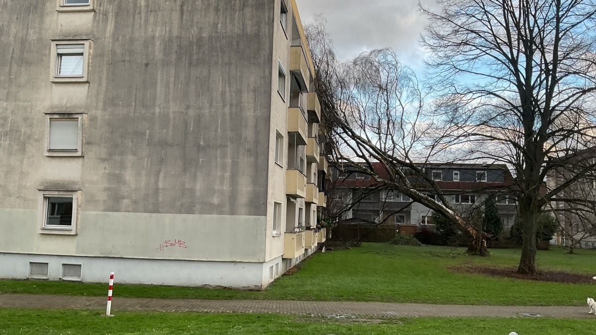 Ein umgestürzter Baum krachte auf ein Mehrfamilienhaus.