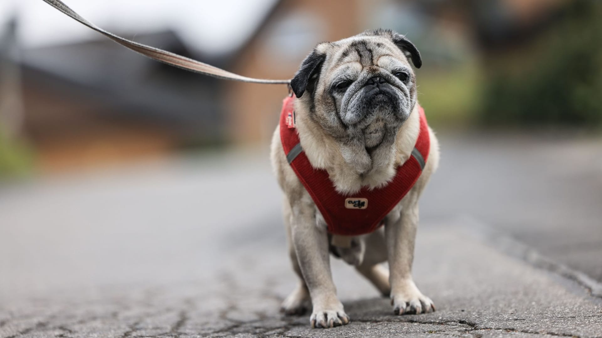 Demenz bei Haustieren - Mops Olli