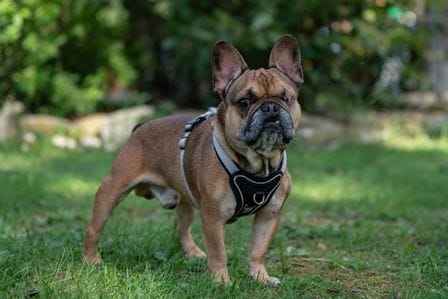 Hugo (Archivbild): Die Bulldoge ist den Pflegern im Tierheim ans Herz gewachsen.