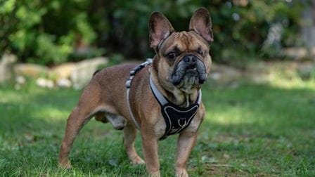 Hugo (Archivbild): Die Bulldoge ist den Pflegern im Tierheim ans Herz gewachsen.