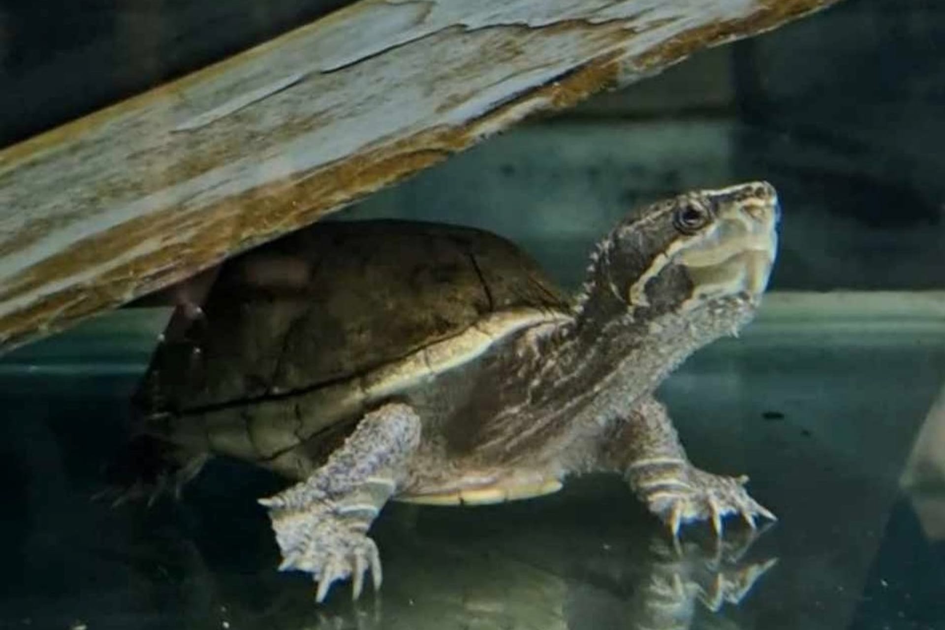 "Elon the musk turtle": Die Moschusschildkröte hat für die längste Suche einer Wohltätigkeitsorganisation gesorgt.