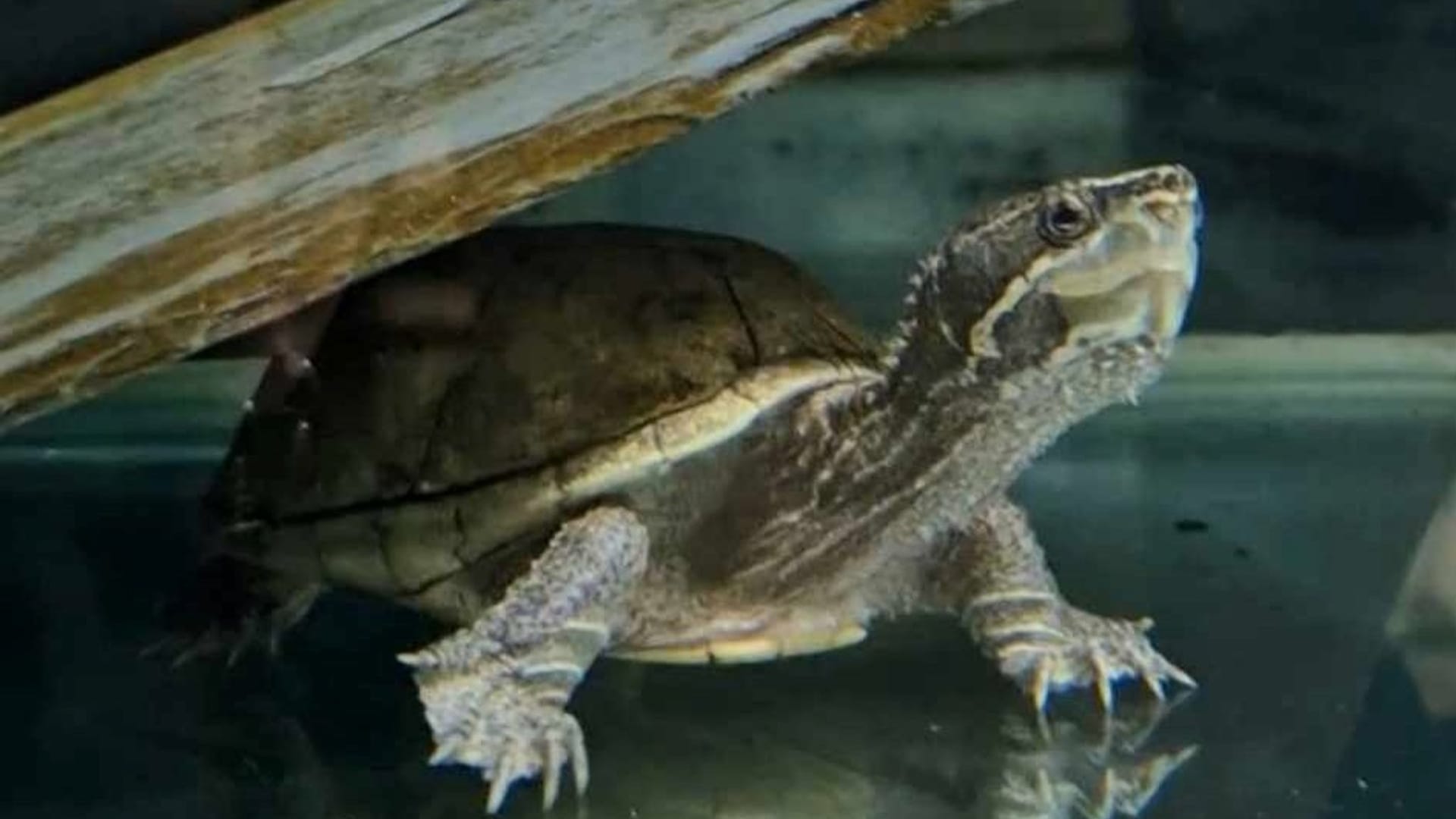 "Elon the musk turtle": Die Moschusschildkröte hat für die längste Suche einer Wohltätigkeitsorganisation gesorgt.