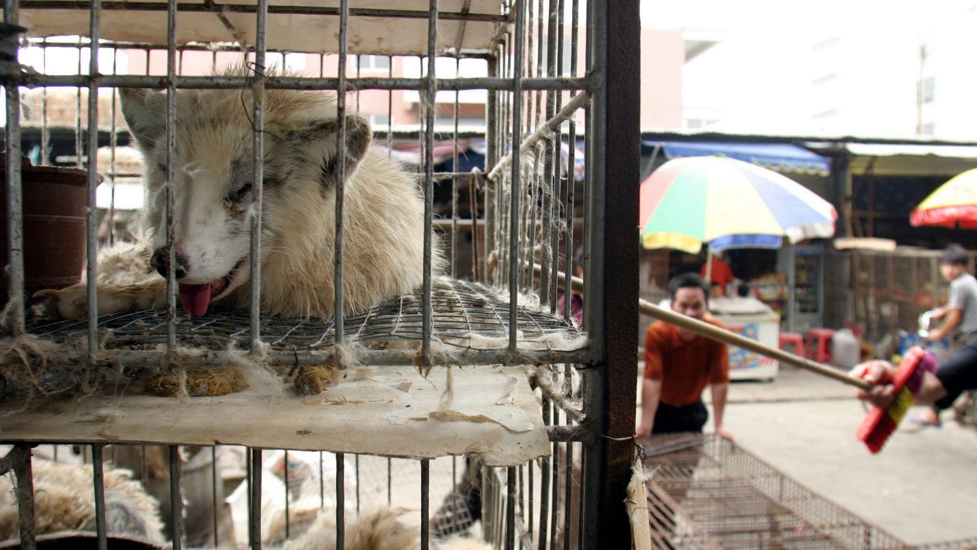 Marderhunde in China