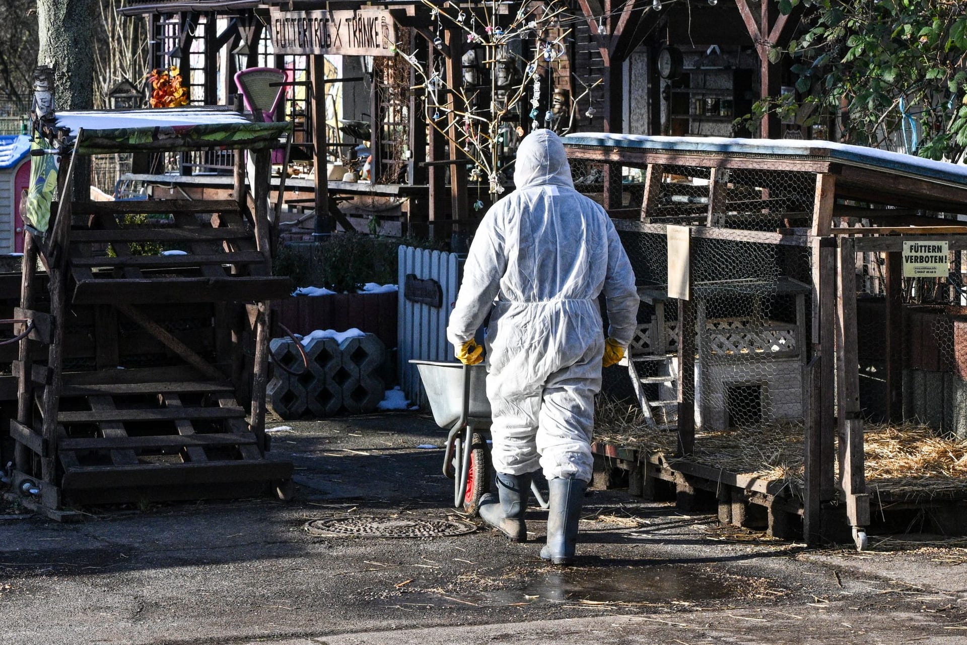 Ein Mitarbeiter geht wegen der Maul- und Klauenseuche mit einem Schutzanzug in einen Stall zum Versorgen der Tiere.