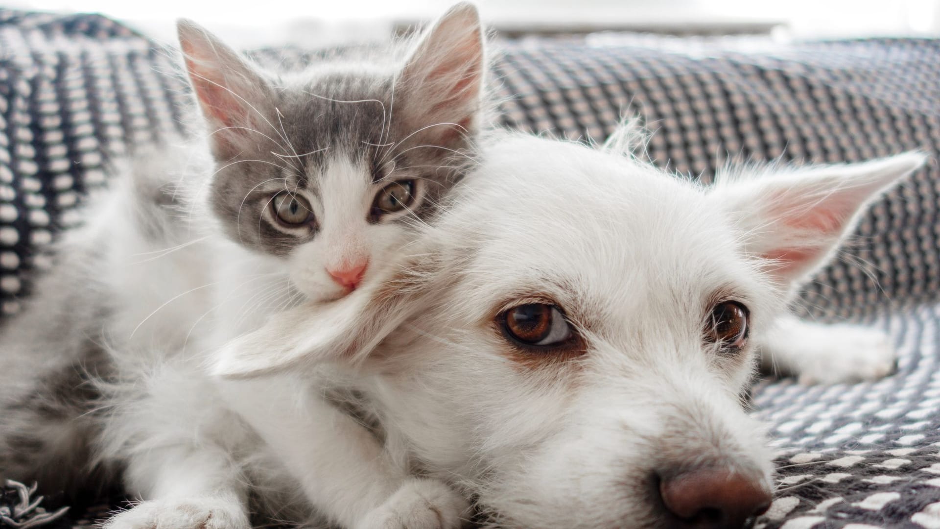 Hund und Katze