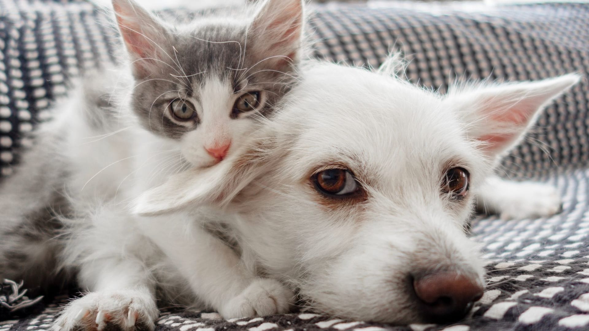 Hund und Katze