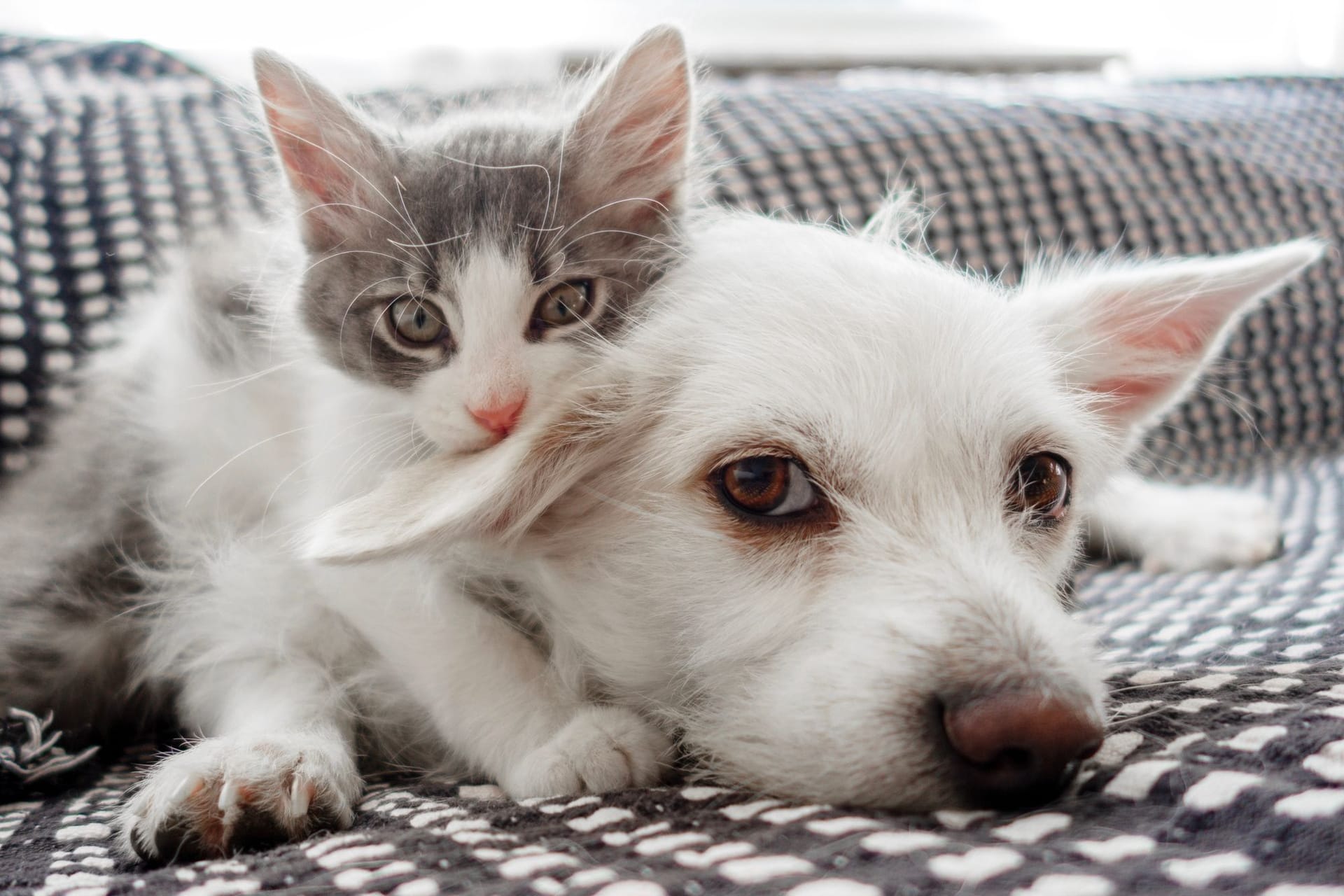 Hund und Katze