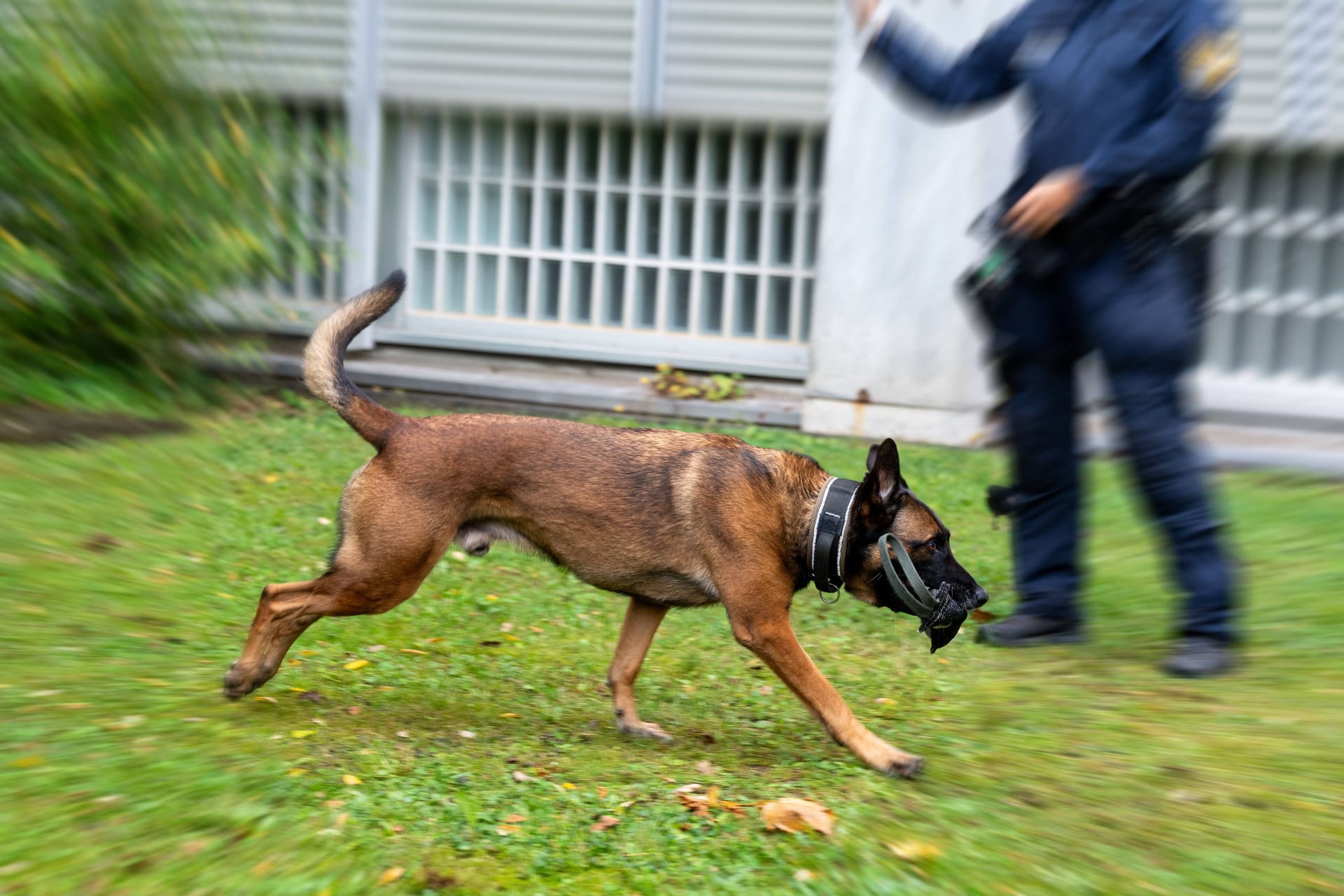 Ein Belgischer Schäferhund (Archivbild): Das Tier befindet sich auf dem Weg der Genesung.