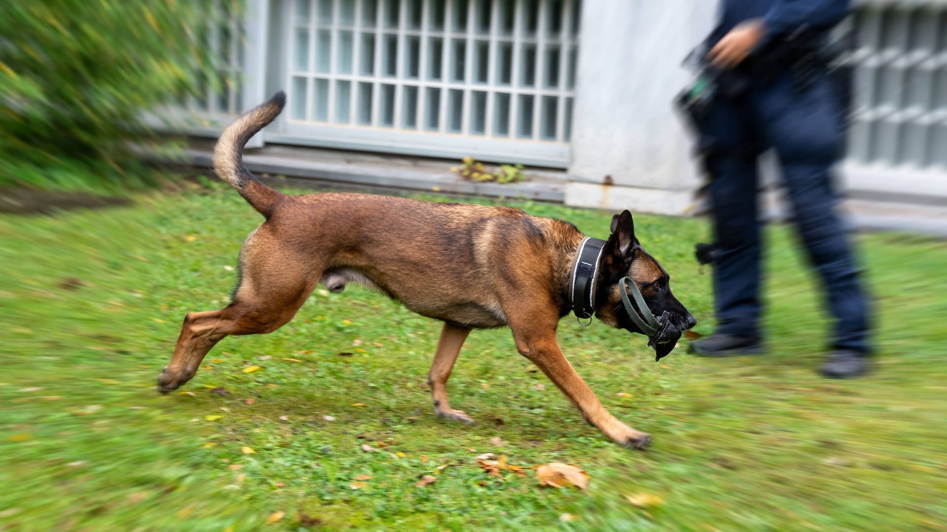 Ein Belgischer Schäferhund (Archivbild): Das Tier befindet sich auf dem Weg der Genesung.