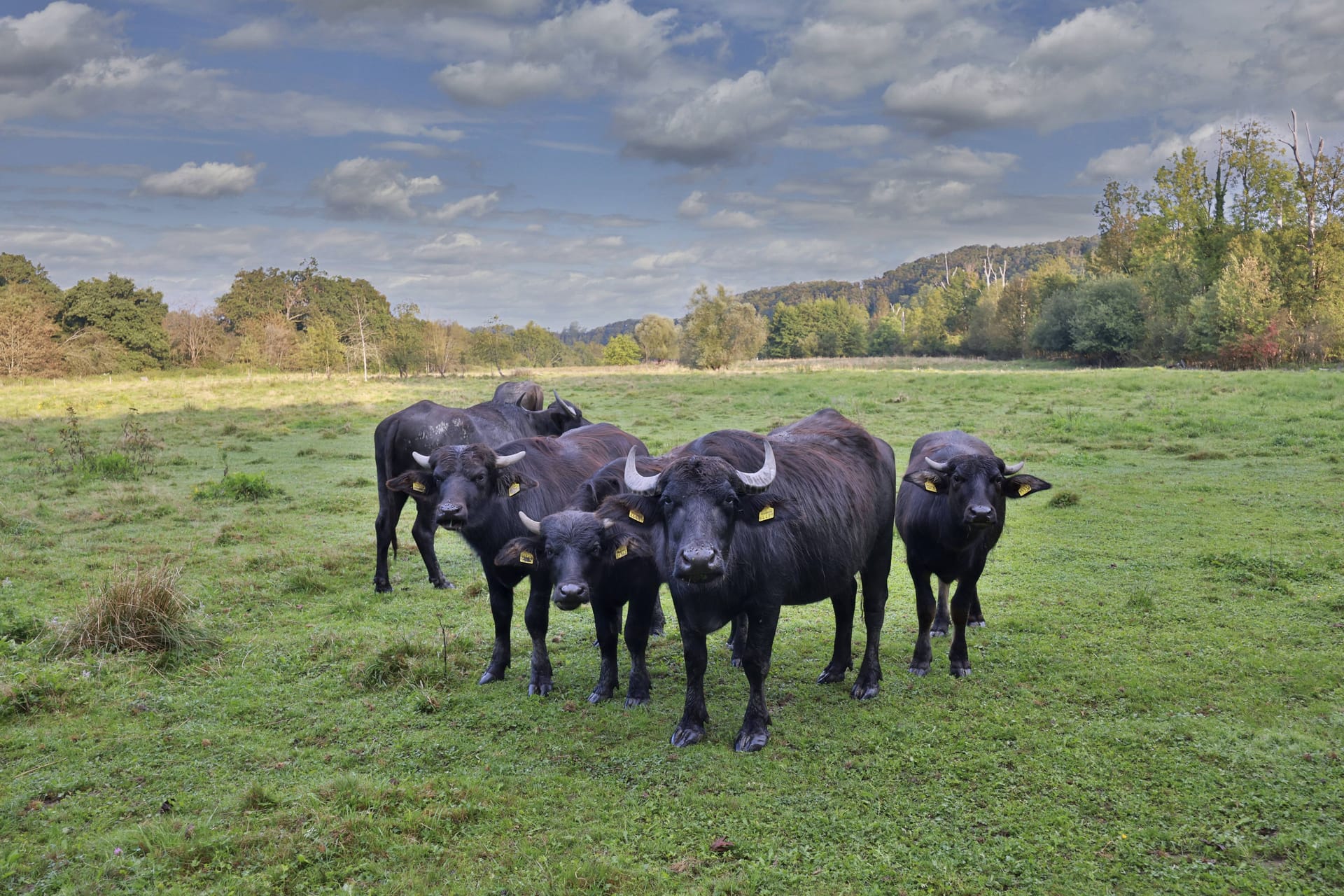 Wasserbüffel: In Brandenburg verendeten drei Tiere als Folge einer Virusinfektion.