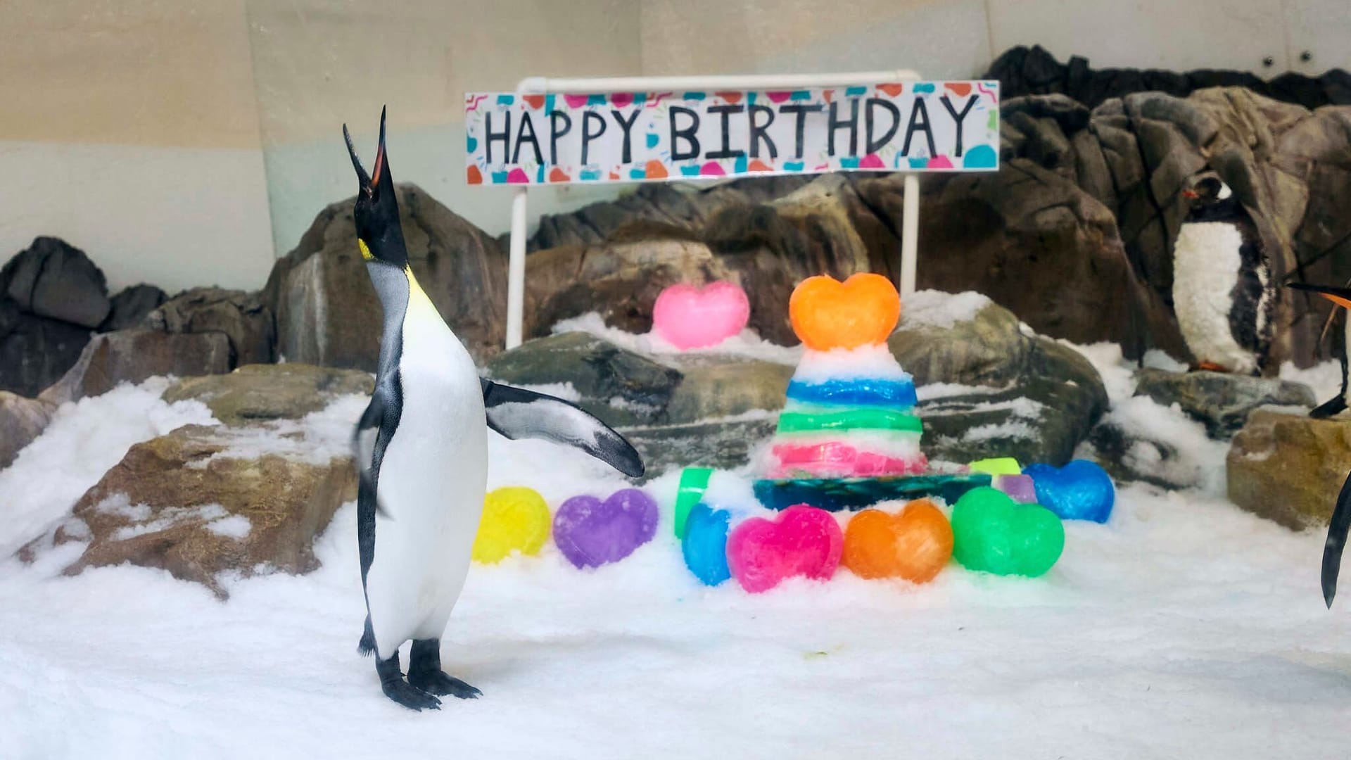 Pinguin Pesto feiert ersten Geburtstag