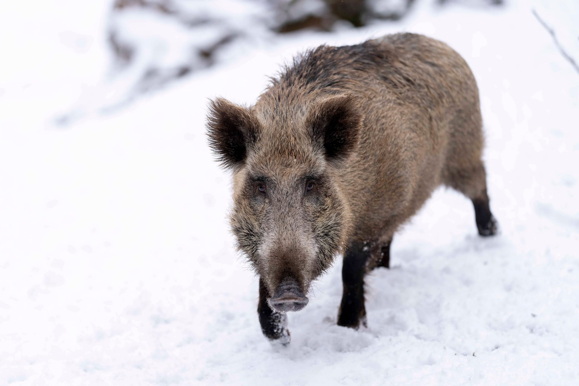 Bei einem Wildschwein im Rhein-Sieg-Kreis wurde ein gefährlicher Erreger entdeckt.