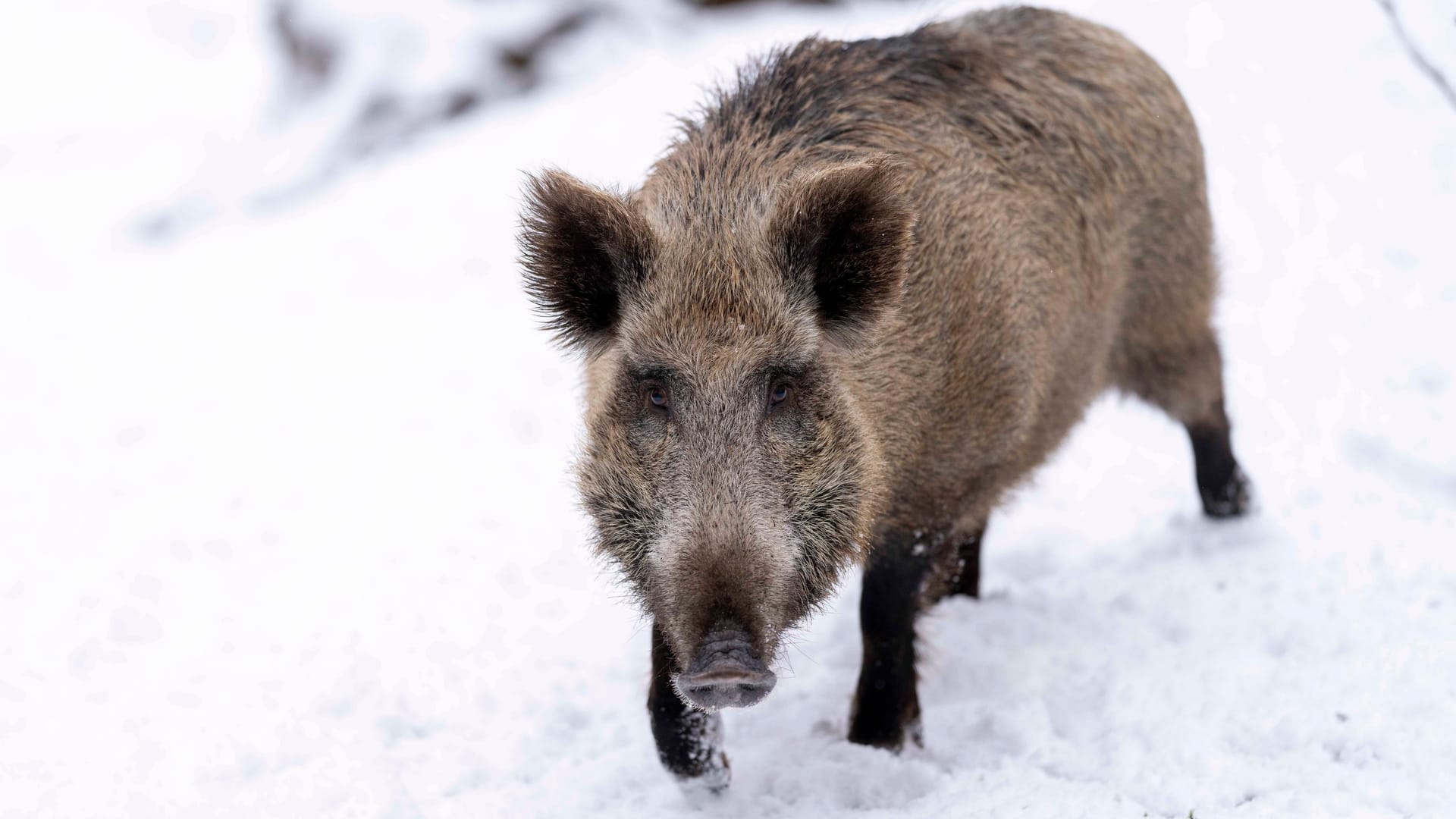 Bei einem Wildschwein im Rhein-Sieg-Kreis wurde ein gefährlicher Erreger entdeckt.