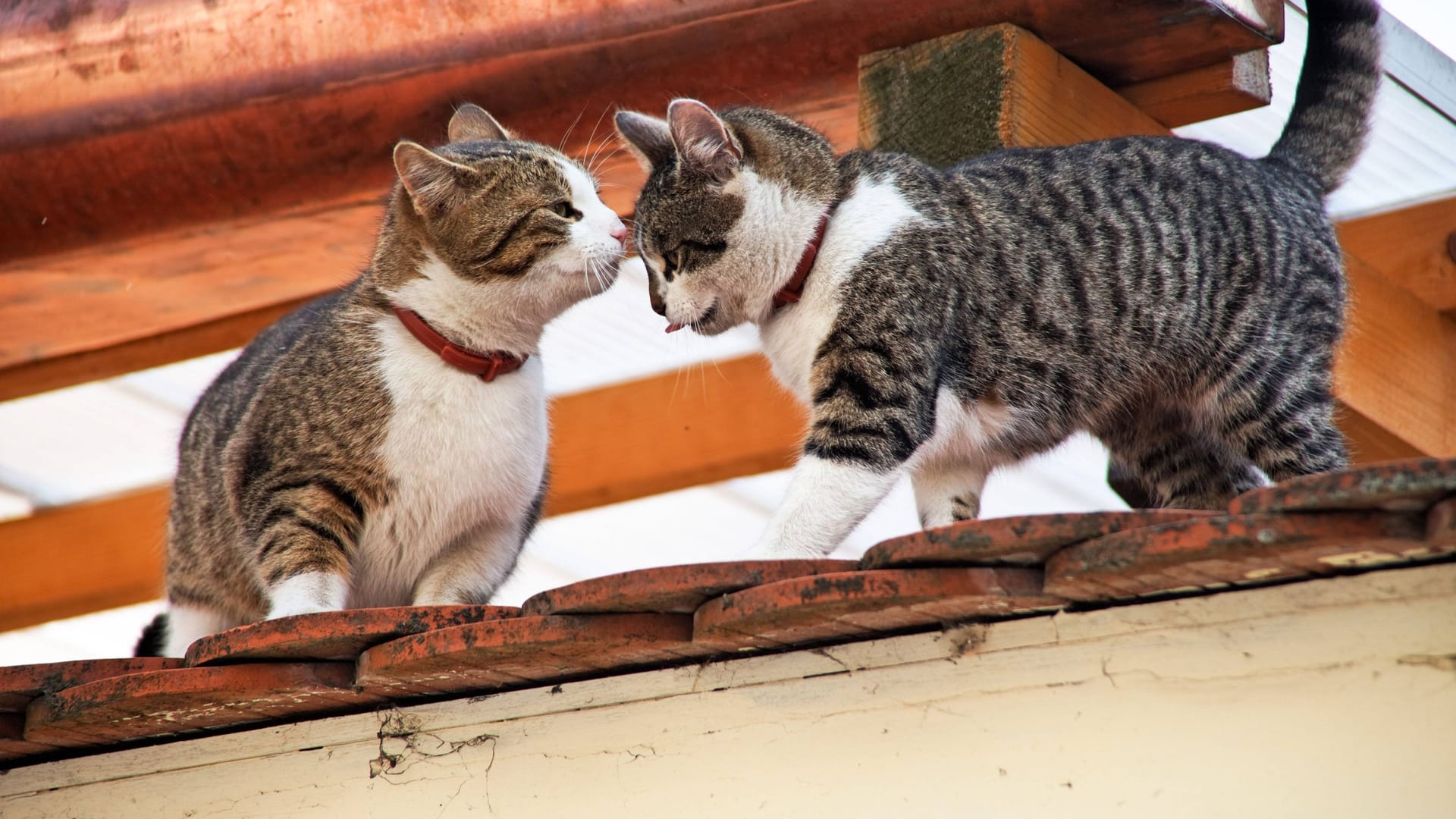 Zwei Hauskatzen (Symbolbild): Aus dem Tierheim Süderstraße sind zwei scheue Katzen adoptiert worden.