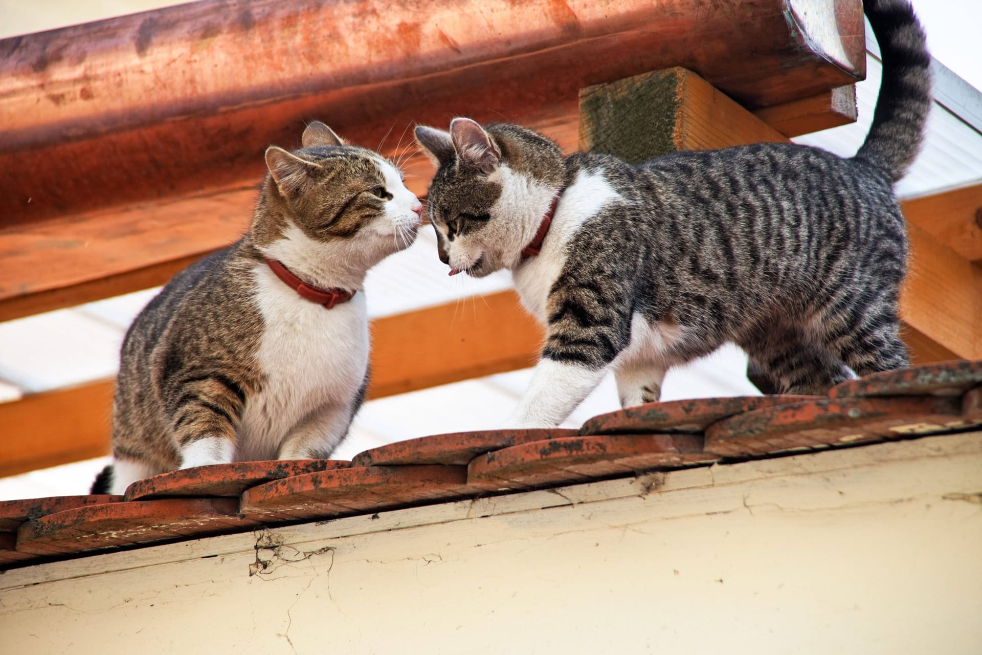 Zwei Hauskatzen (Symbolbild): Aus dem Tierheim Süderstraße sind zwei scheue Katzen adoptiert worden.