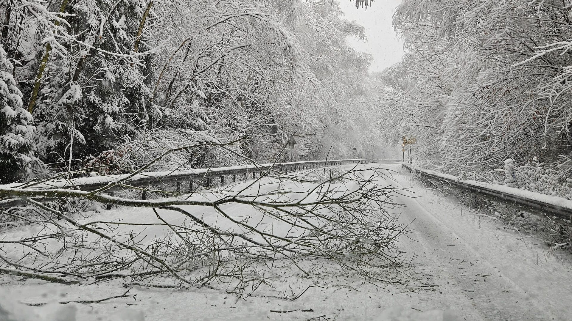 Bäume sind wegen Schneelasten umgekippt und auf die Straße gefallen.