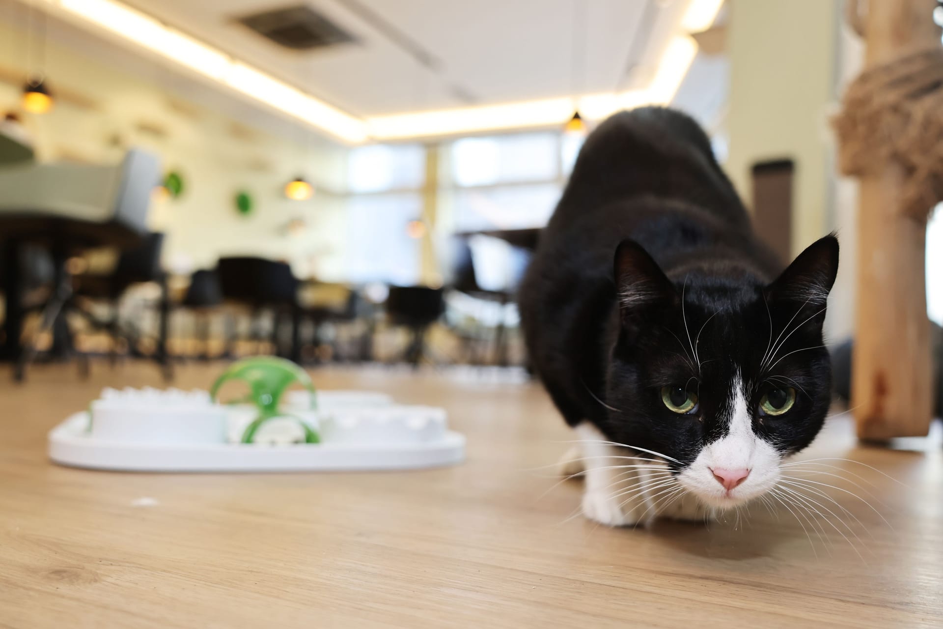 Eine Katze in einem Katzentempel in einer anderen Stadt (Archivbild): Der Standort Hamburg ist erst einmal dicht.