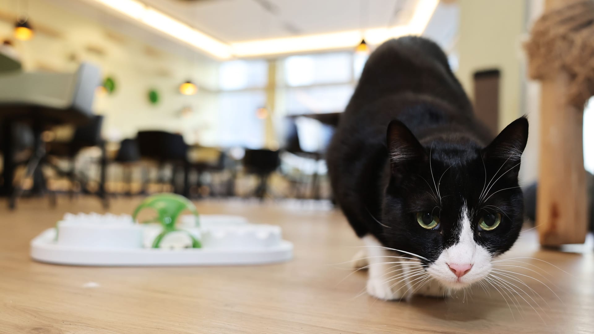 Eine Katze in einem Katzentempel in einer anderen Stadt (Archivbild): Der Standort Hamburg ist erst einmal dicht.