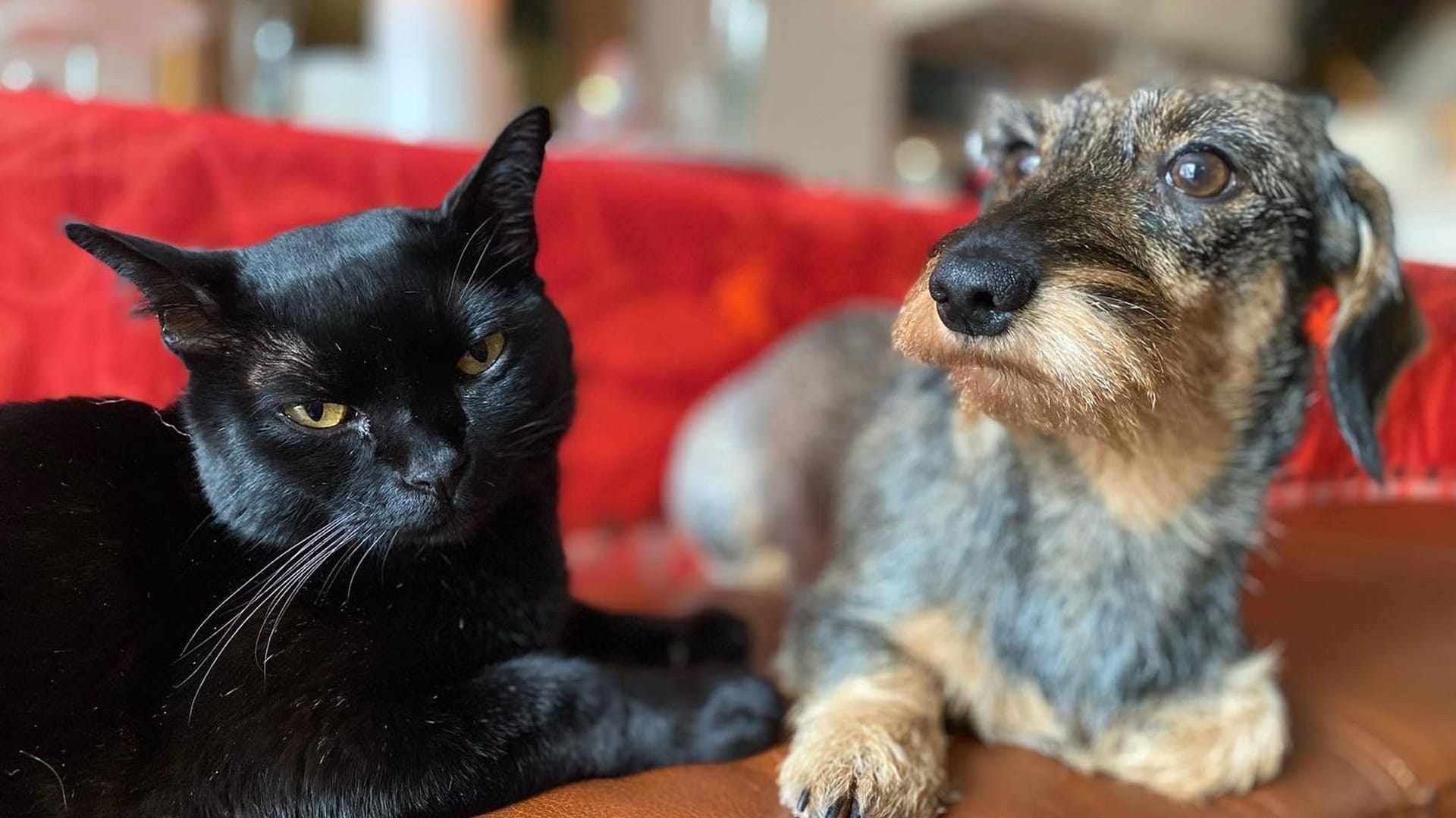 Bombay-Katze Aramis (l) und Zwergrauhaardackel Lilli sitzen zusammen bei ihren Besitzern, der Familie Majert.