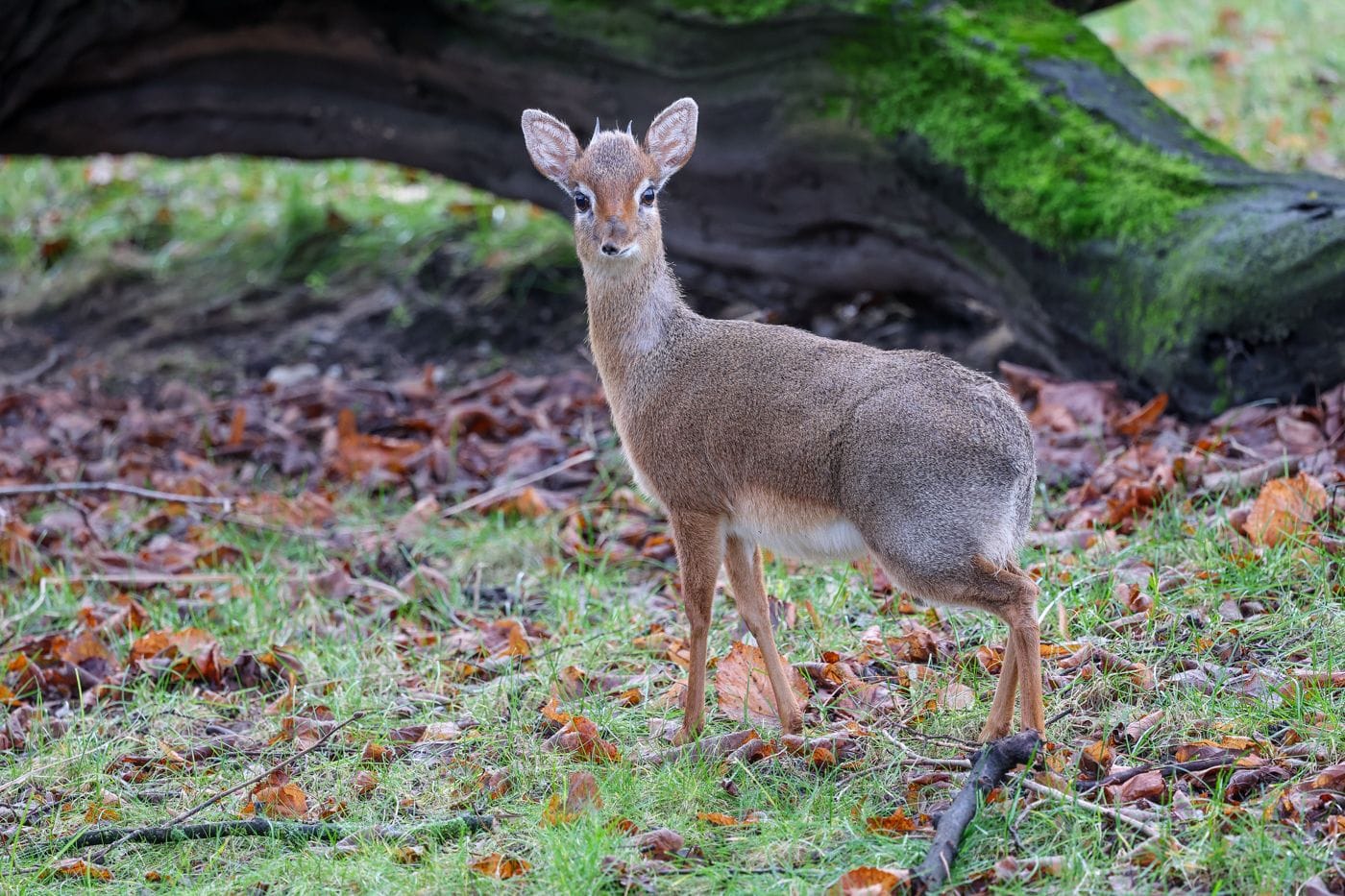 Dikdik im Kölner Zoo: Kalle und Adena leben im ehemaligen Nashornhaus.