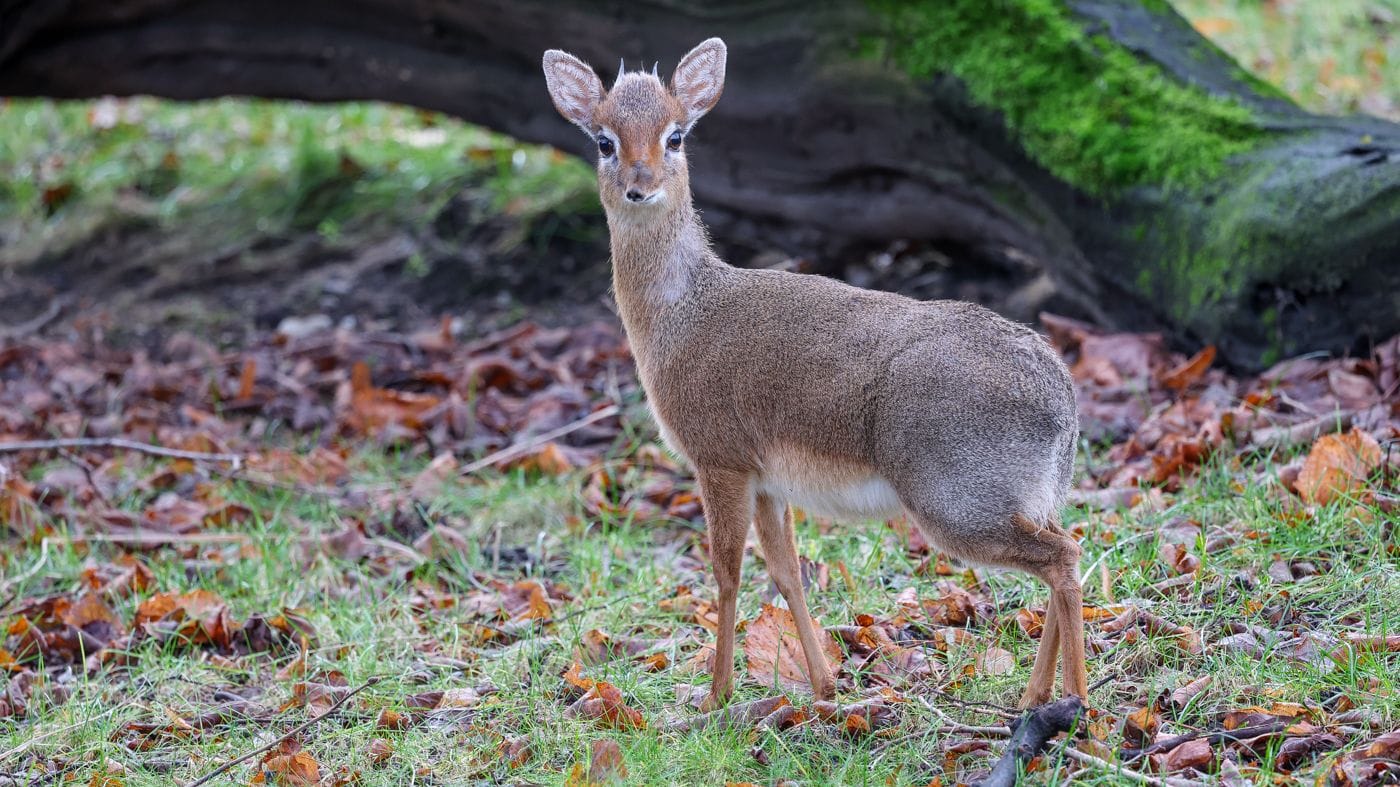 Dikdik im Kölner Zoo: Kalle und Adena leben im ehemaligen Nashornhaus.