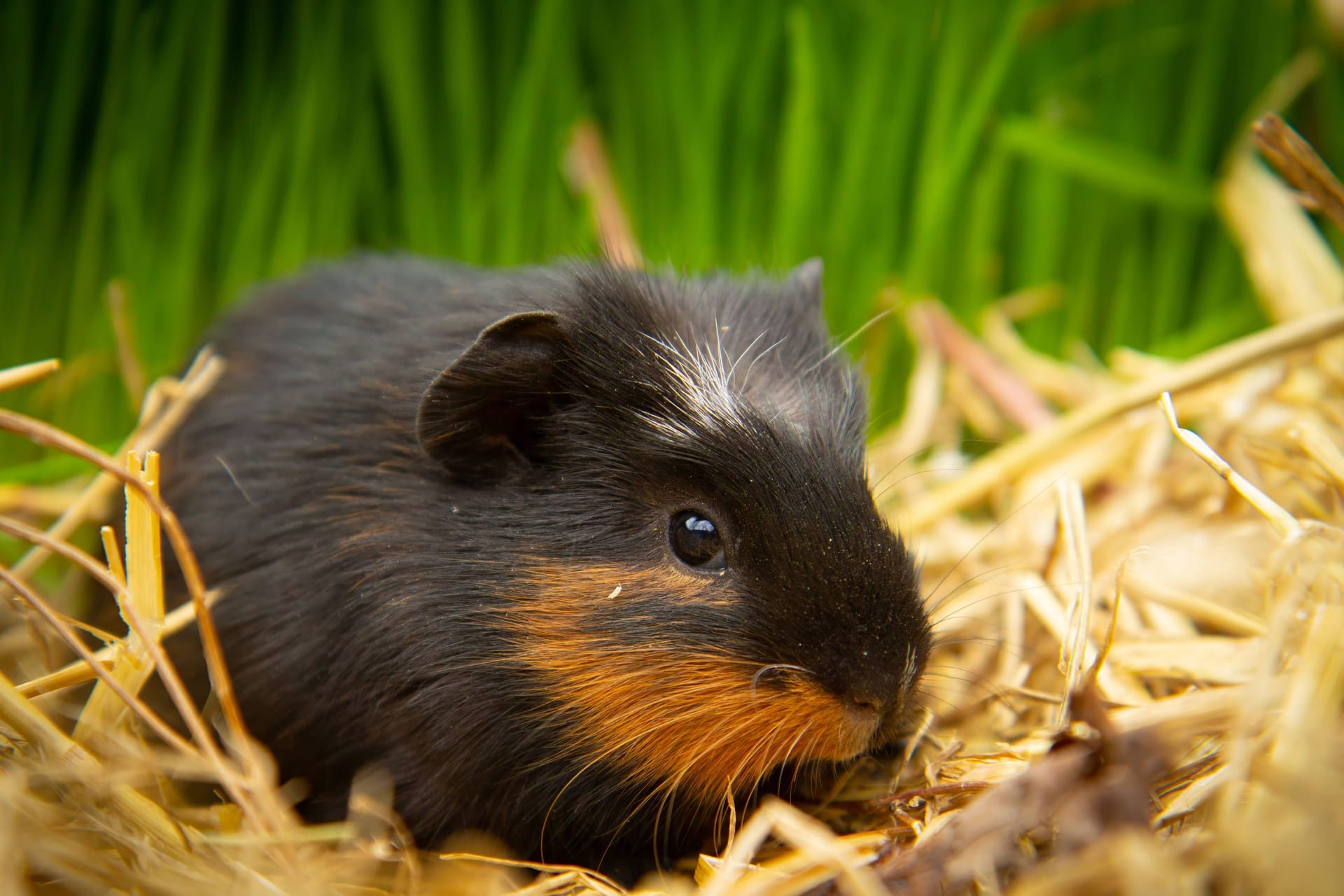 Meerschweinchen (Symbolbild): Das Tierheim sucht nach dem Besitzer.