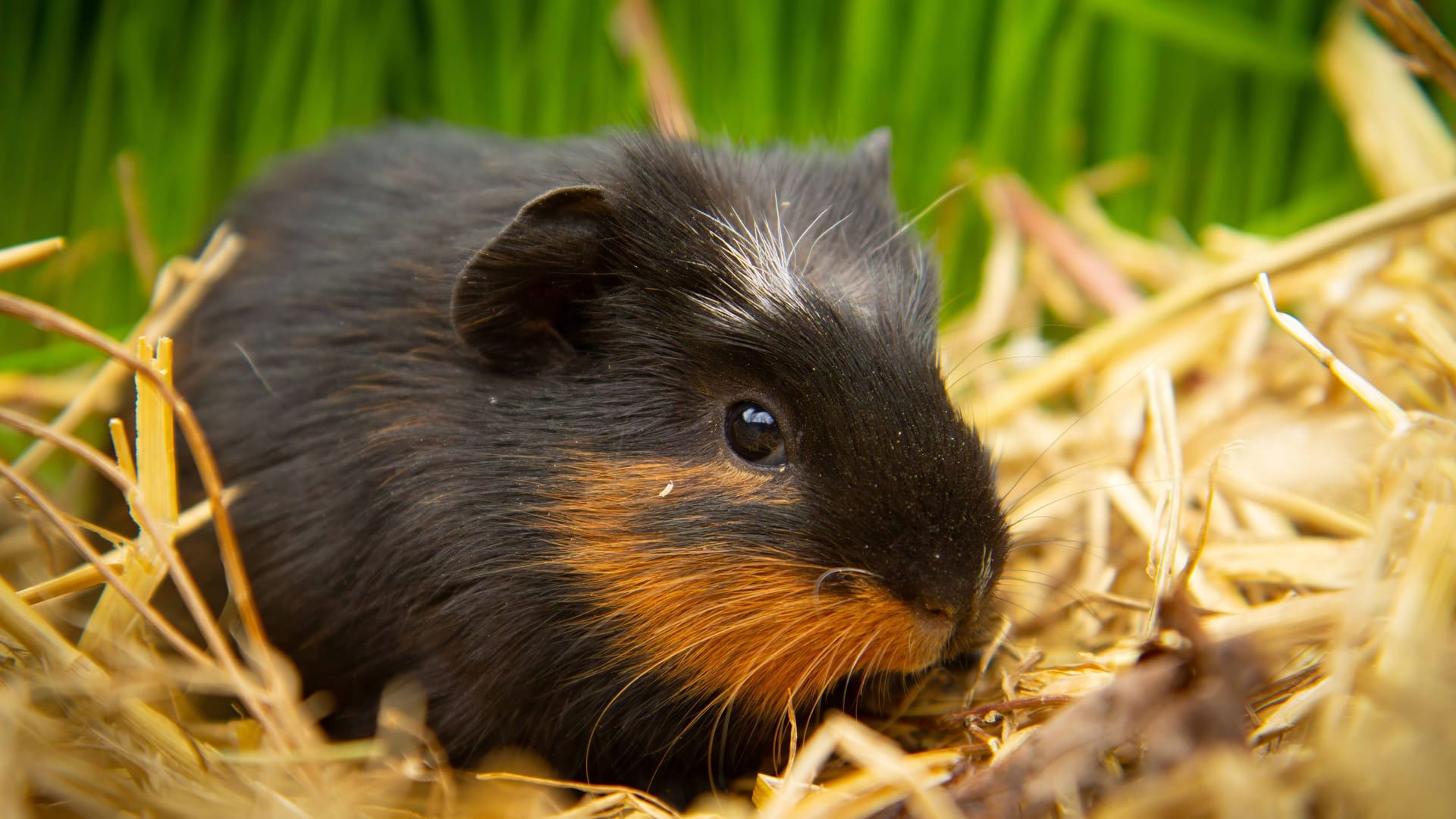 Meerschweinchen (Symbolbild): Das Tierheim sucht nach dem Besitzer.