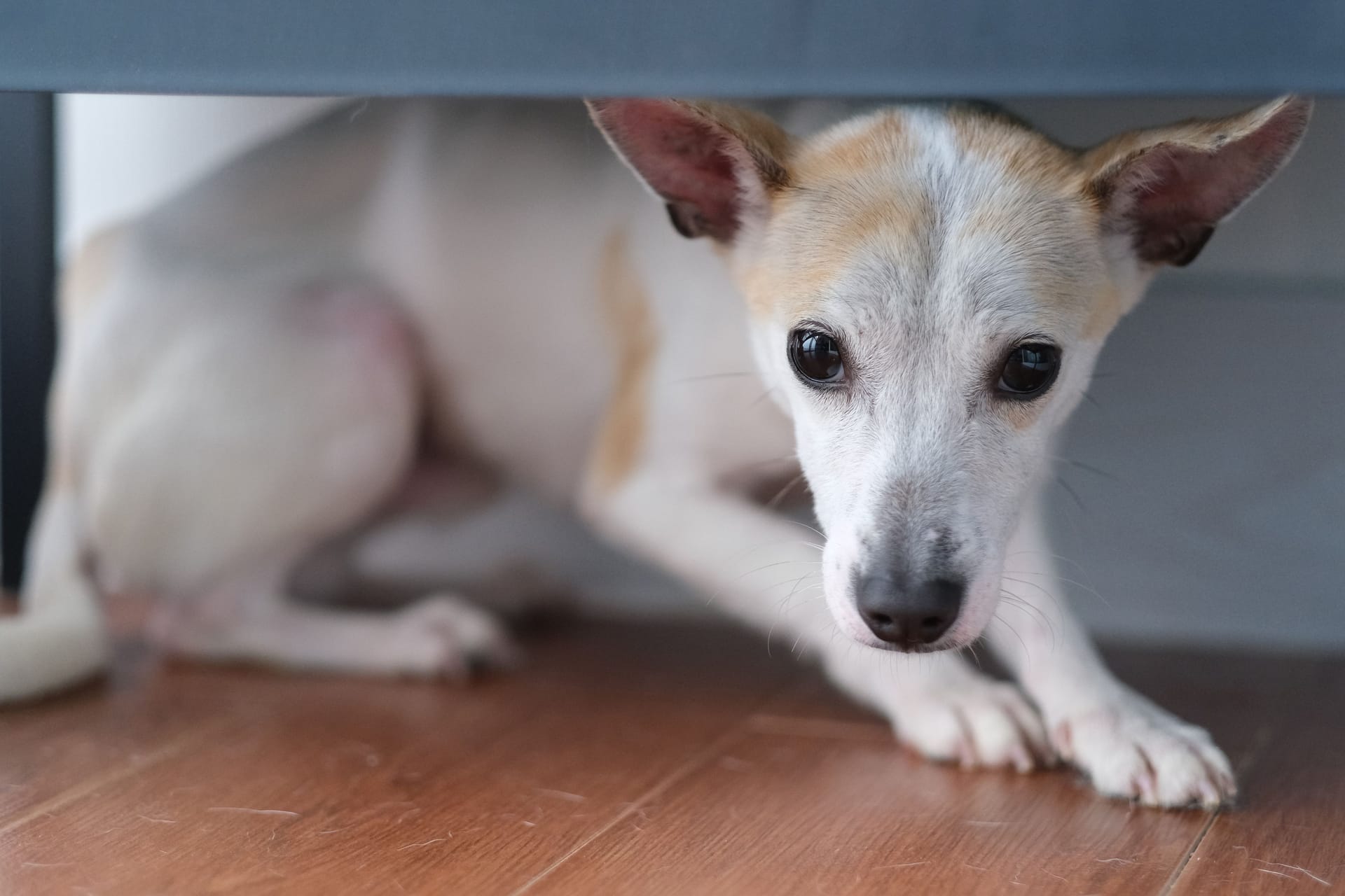 Hund versteckt sich unter dem Sofa: Das Silvesterfeuerwerk hinterlässt oft große Angst bei Haustieren.