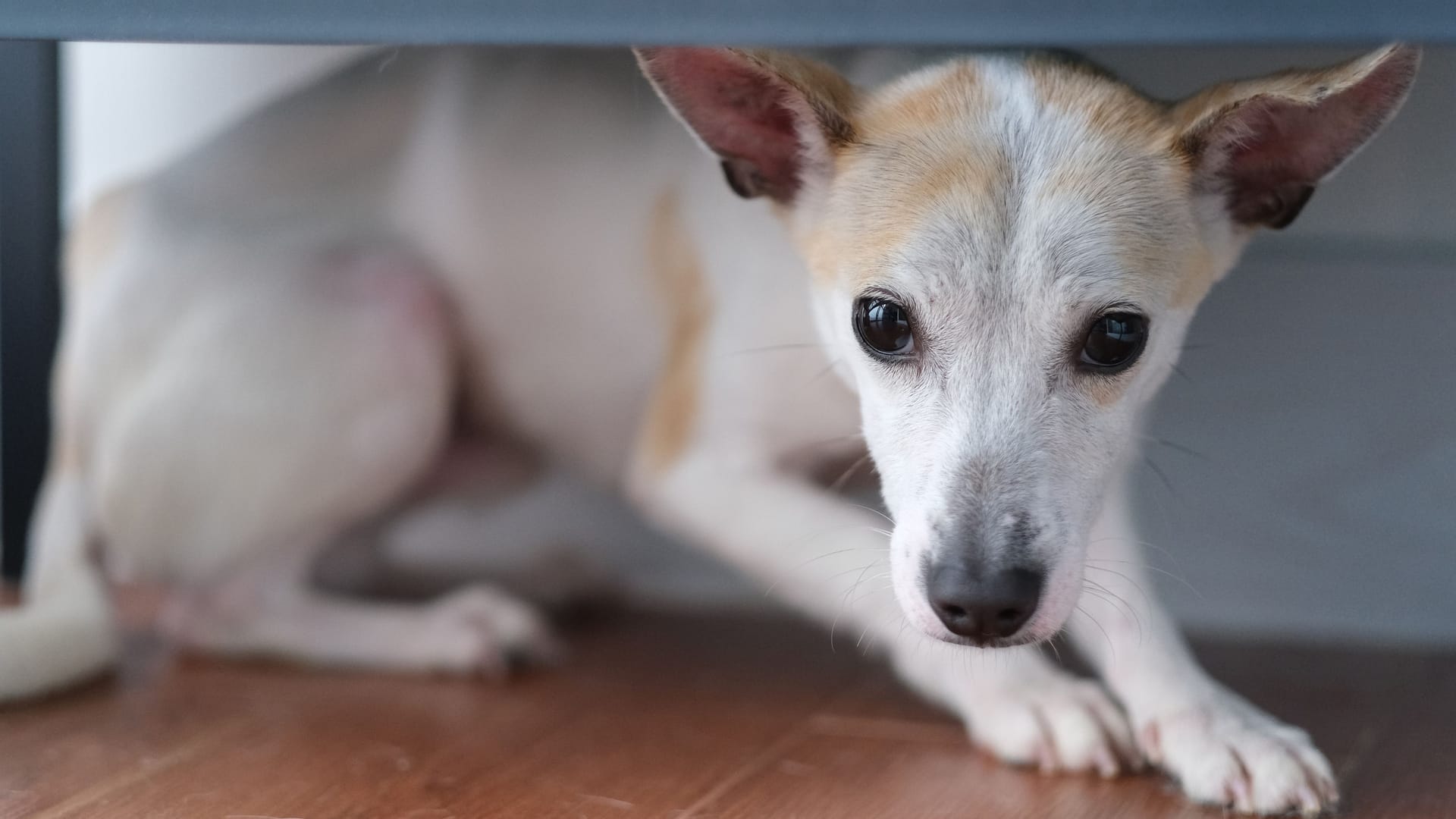 Hund versteckt sich unter dem Sofa: Das Silvesterfeuerwerk hinterlässt oft große Angst bei Haustieren.