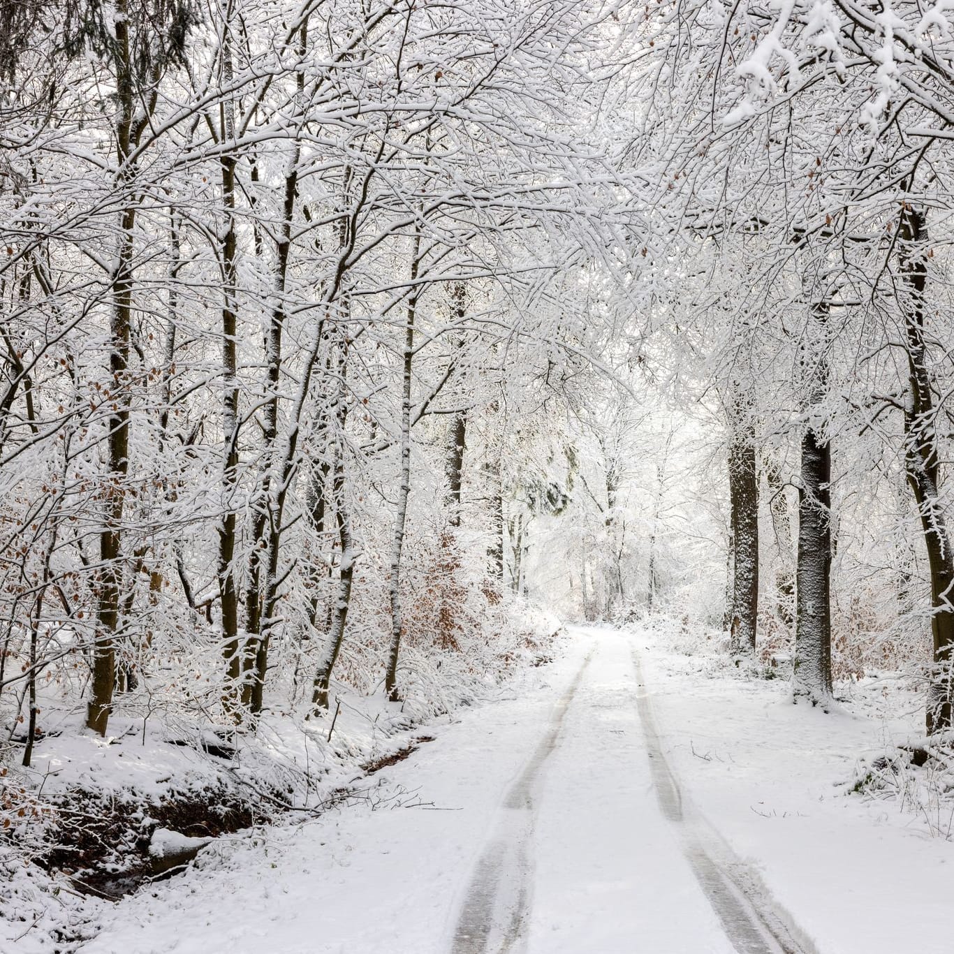 Eine verschneite Straße im Taunus. Deutschland erwarten bis zu 20 Zentimeter Neuschnee.