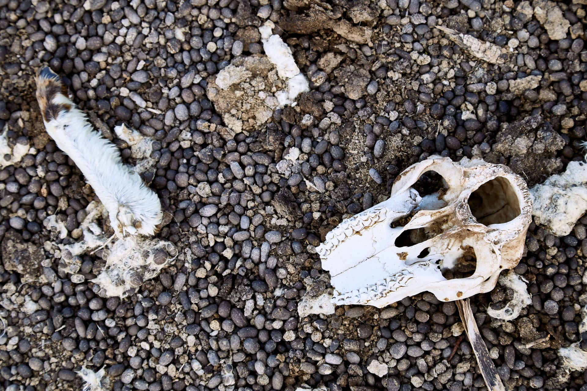 Top view of a sheep skull and legs on pebbles